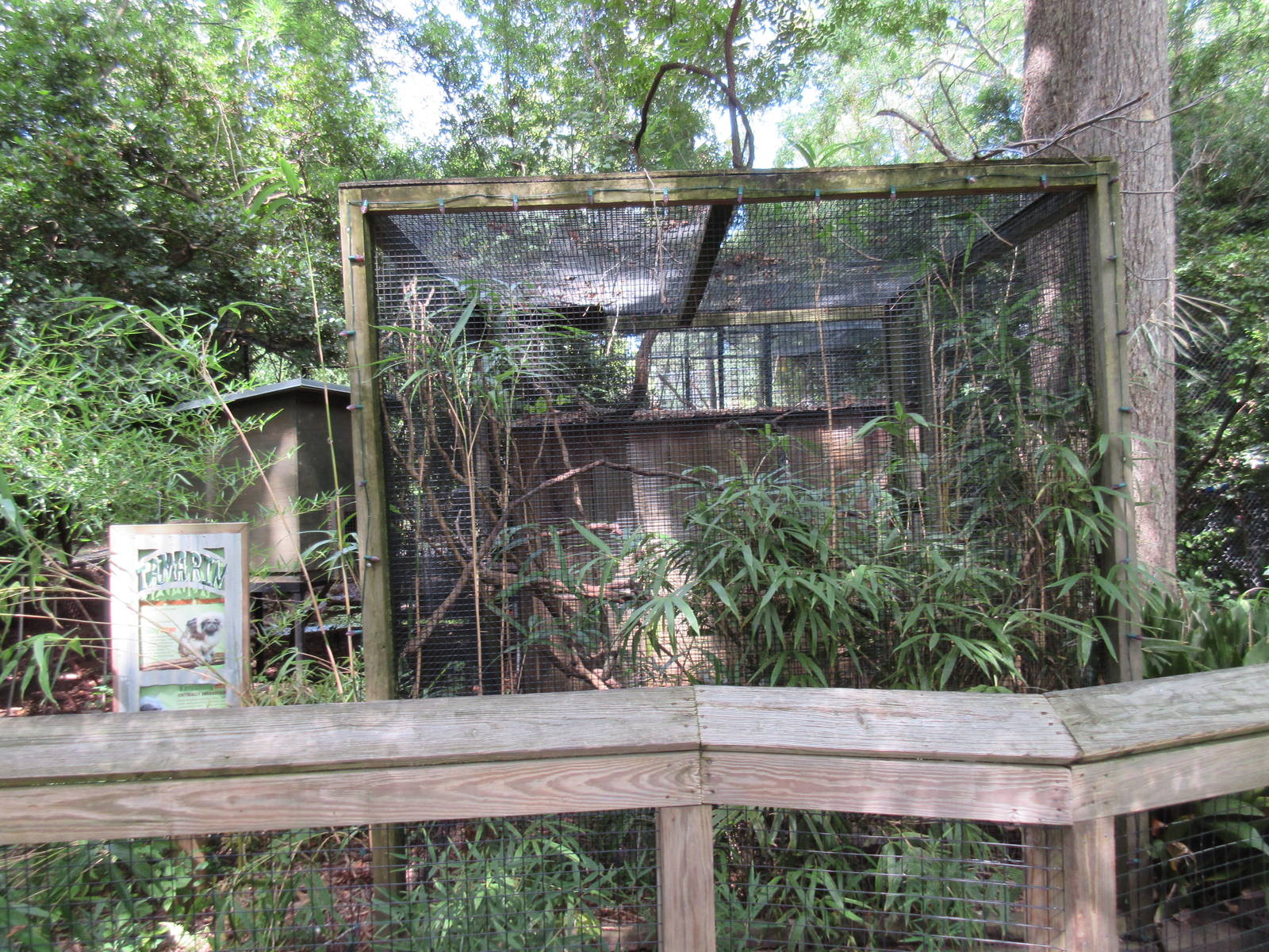 Cotton-Top Tamarin Exhibit