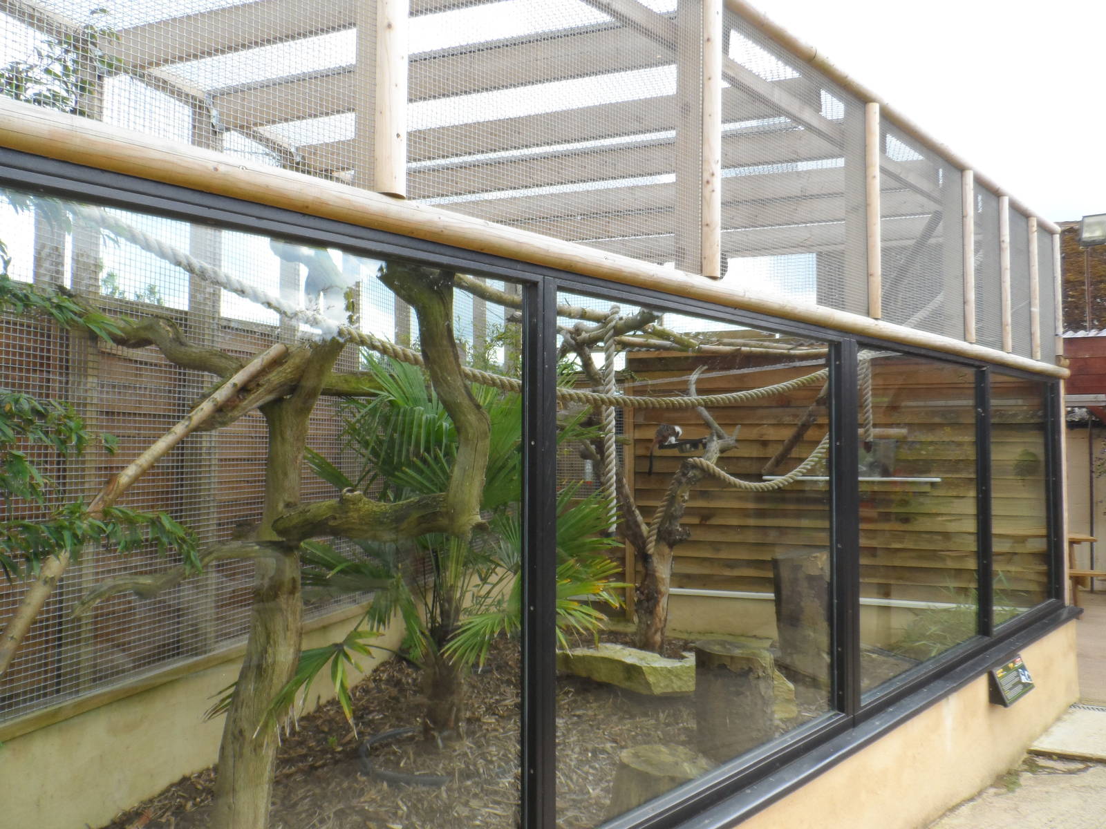 Cotton-top Tamarin Exhibit