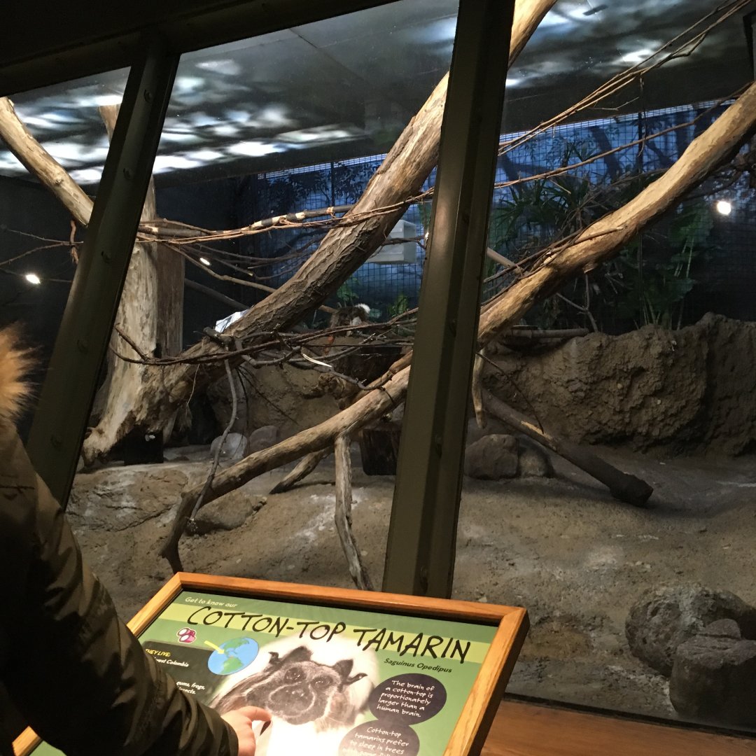 Cotton top tamarin exhibit