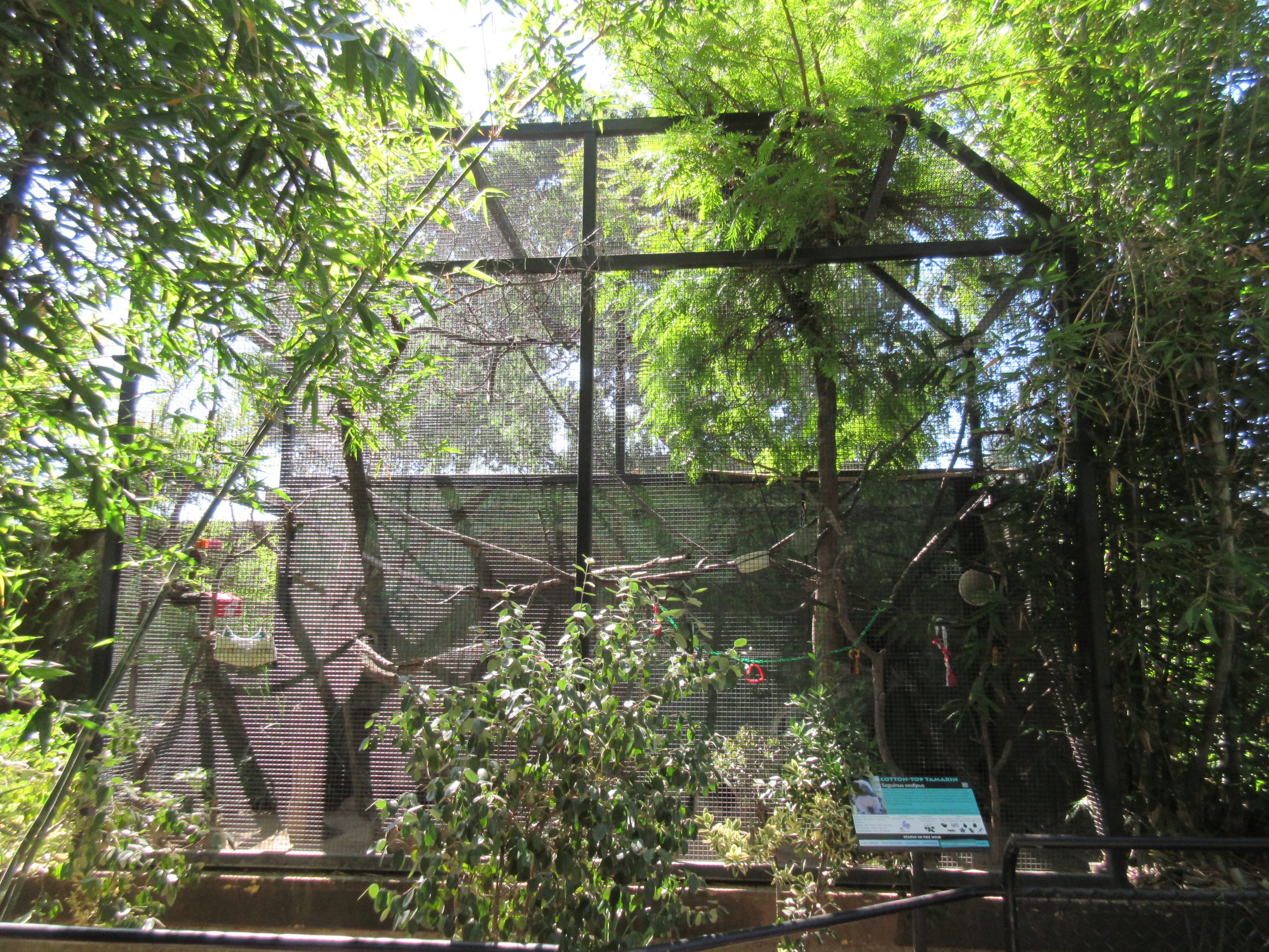 Cotton-Top Tamarin Exhibit