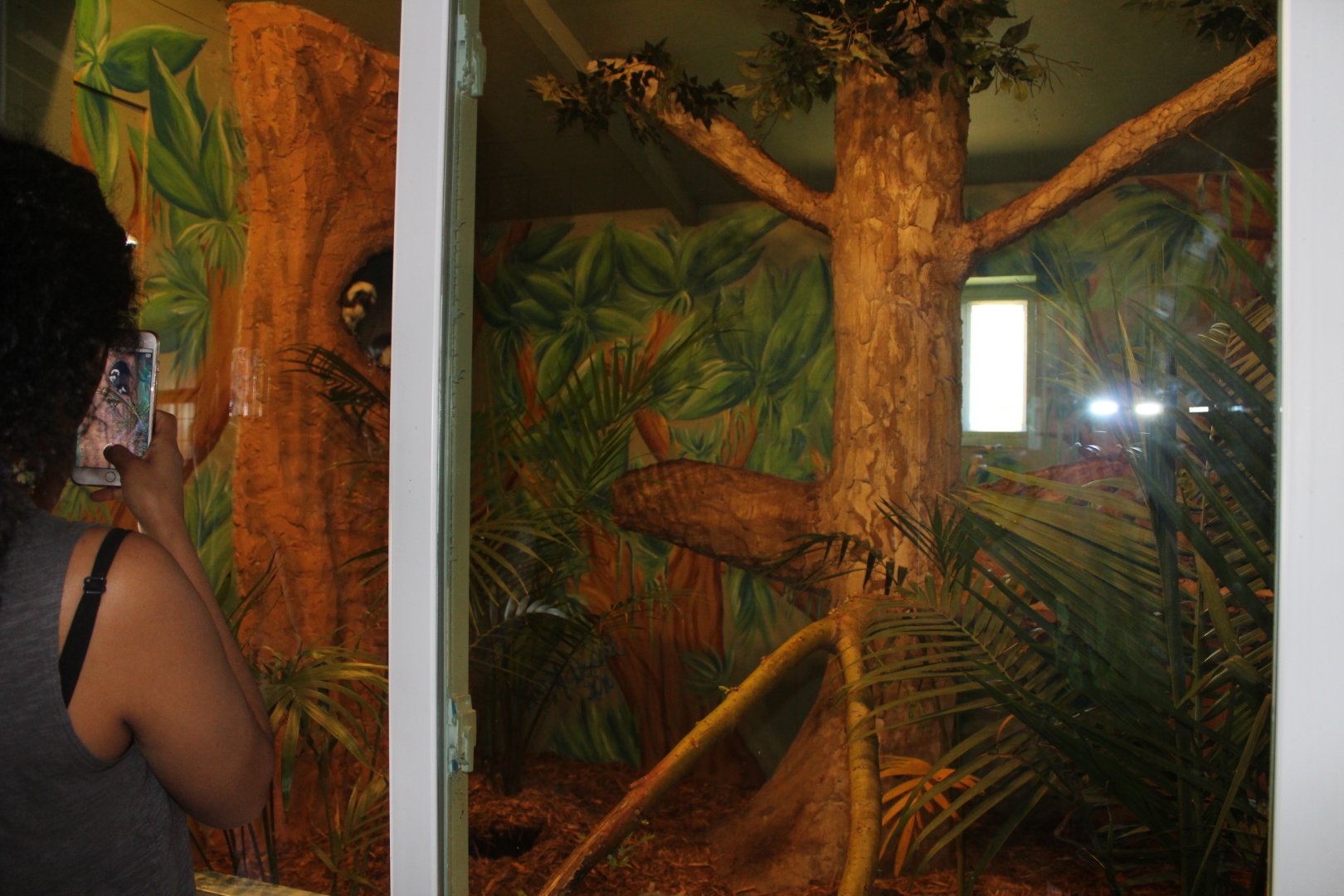 Cotton-Top Tamarin Exhibit