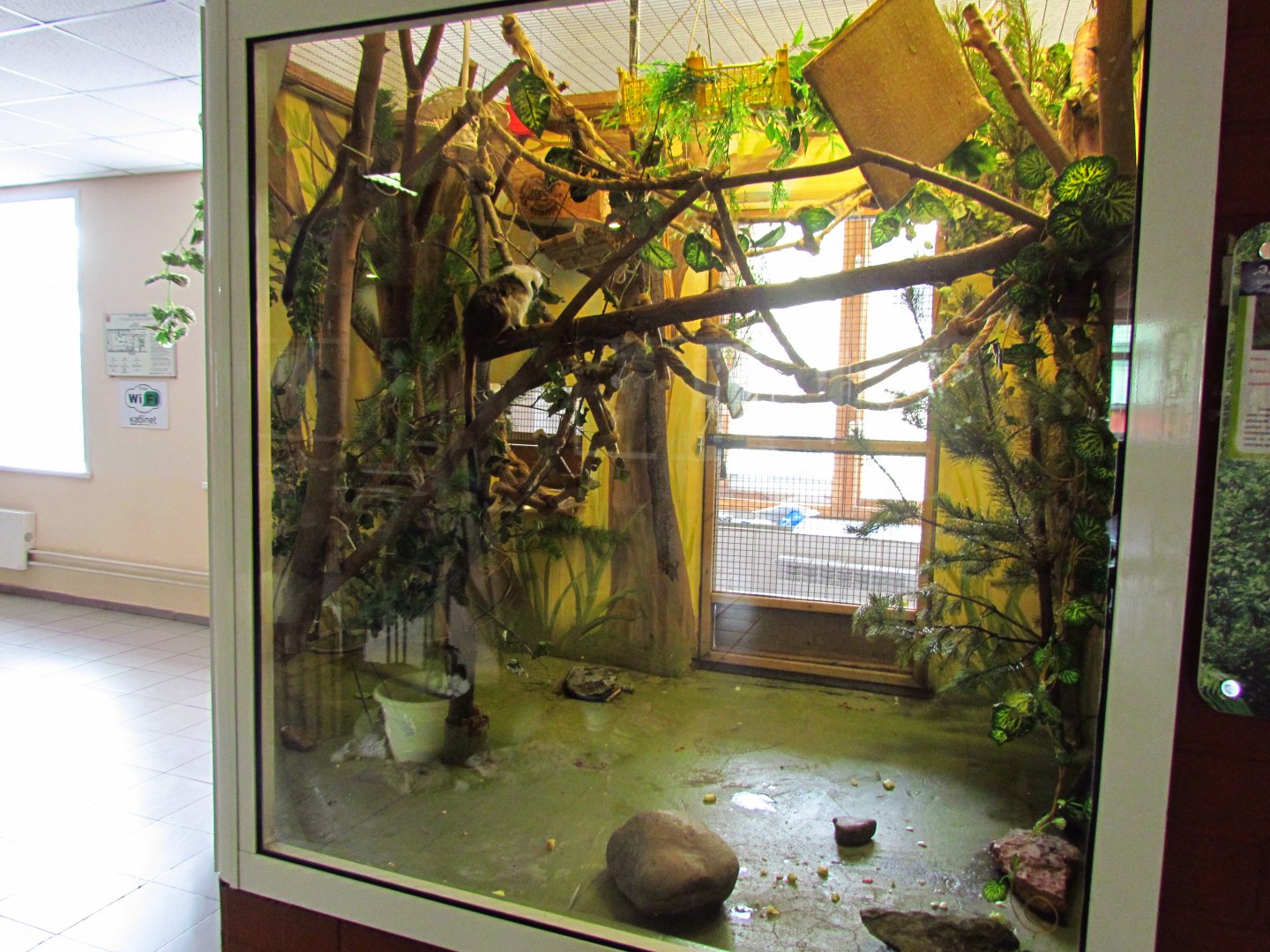 Cotton-top tamarin exhibit