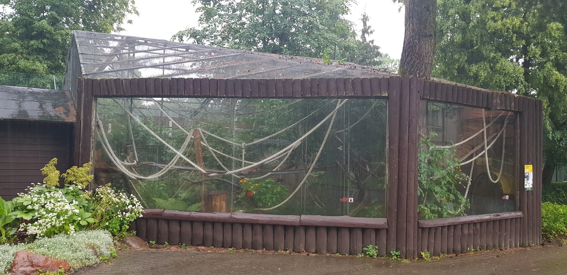 Cotton top tamarin exhibit