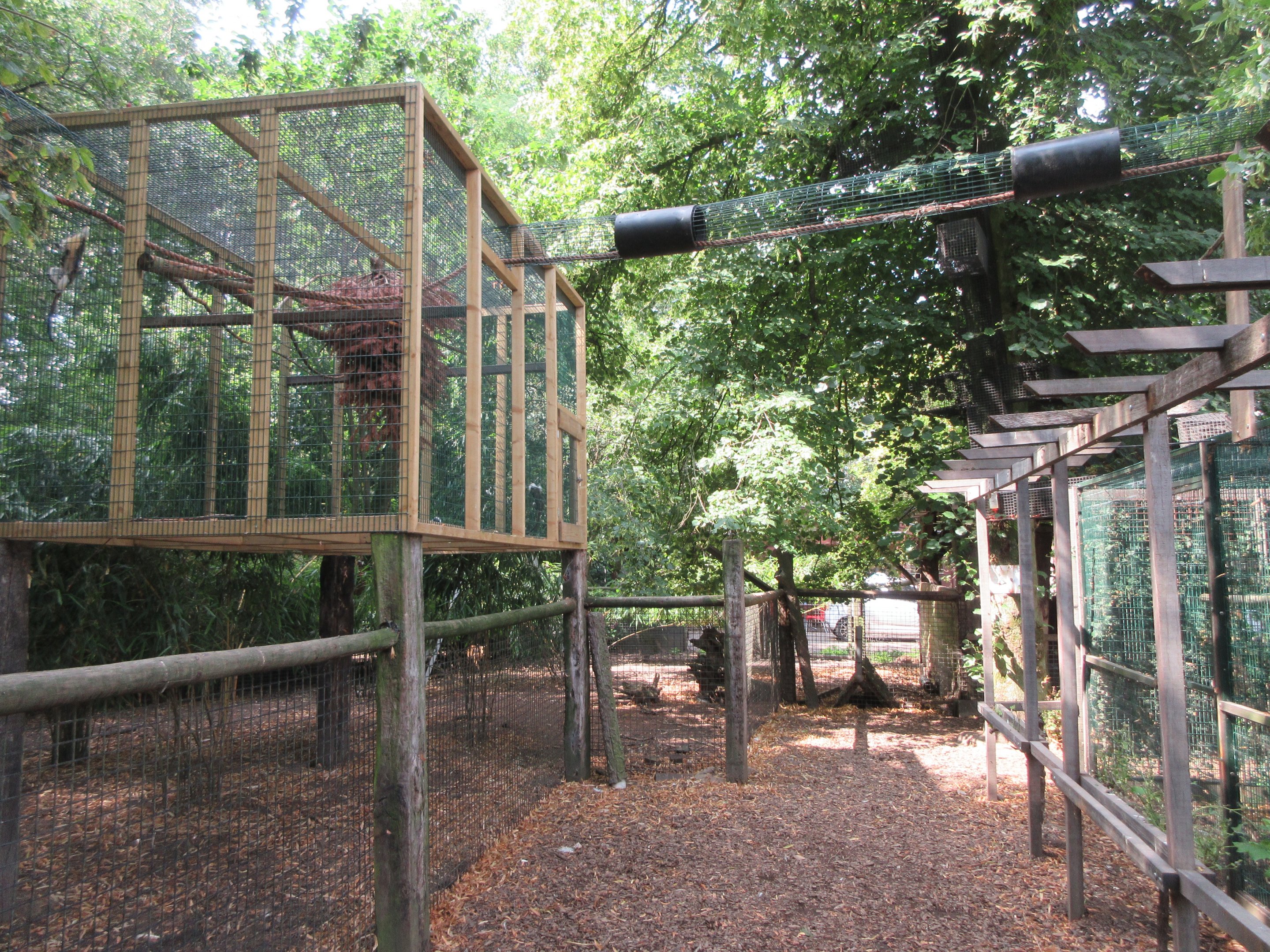 Cotton-top Tamarin Exhibit