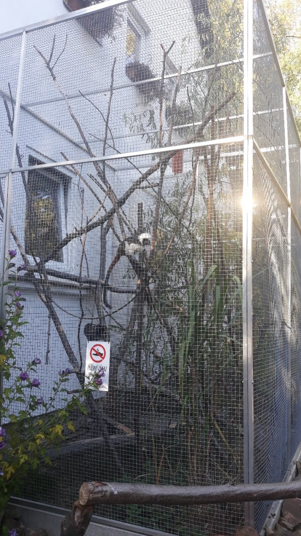 Cotton-top tamarin exhibit