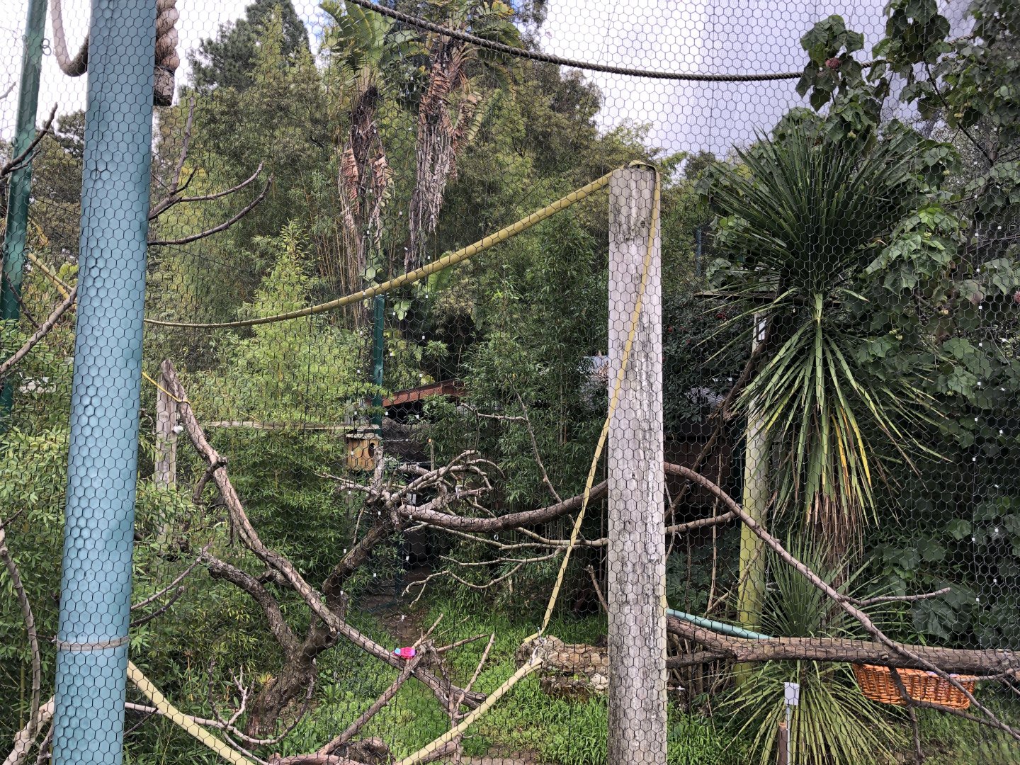 Cotton top tamarin exhibit