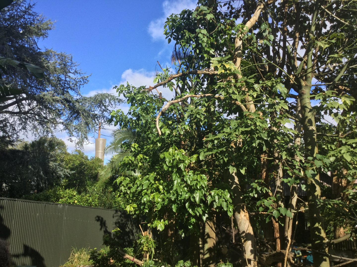 Cotton-top Tamarin Exhibit