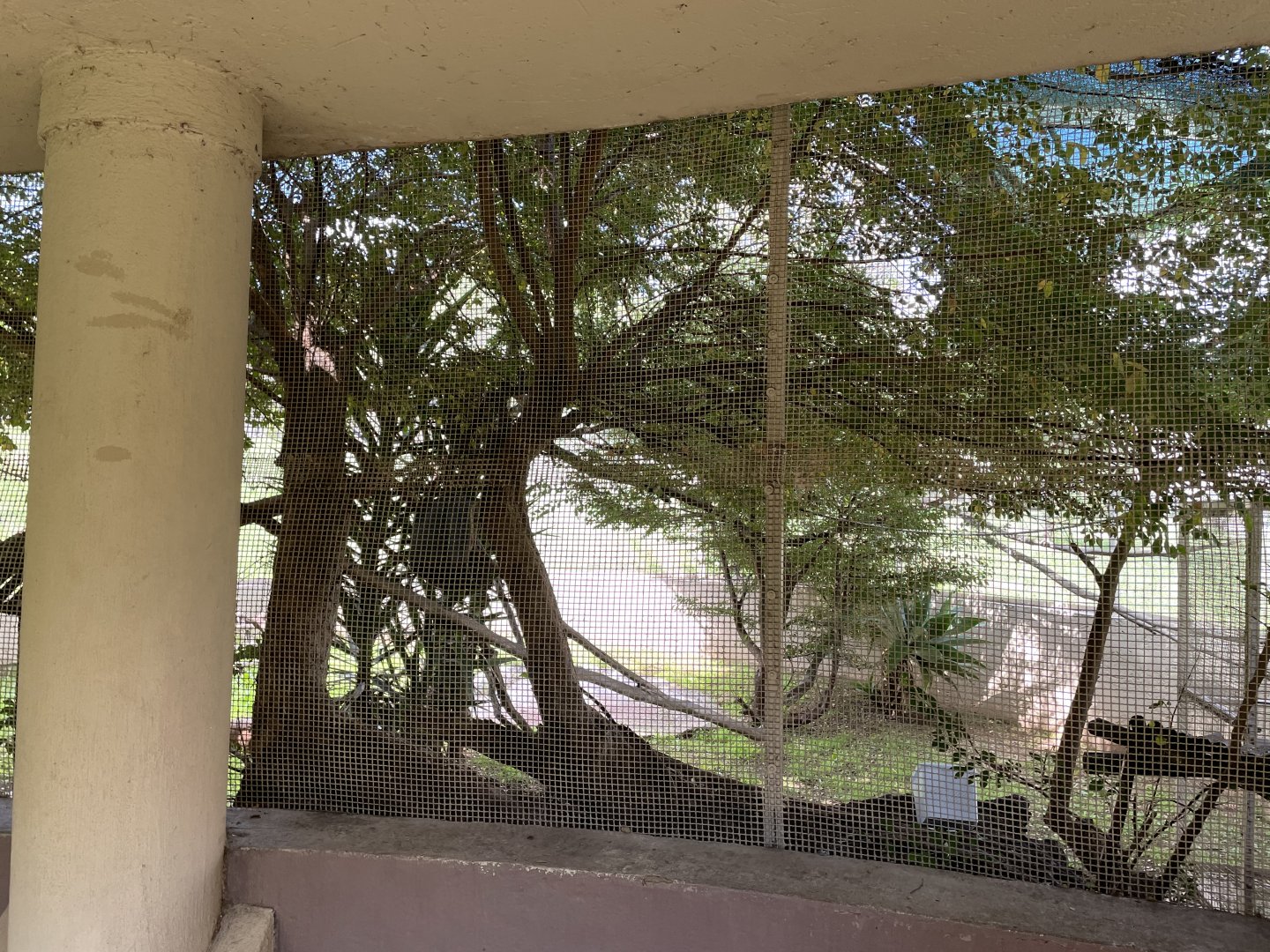 Cotton-Top Tamarin Exhibit