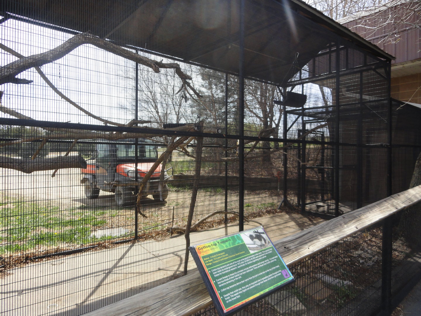 Cotton Top Tamarin Exhibit