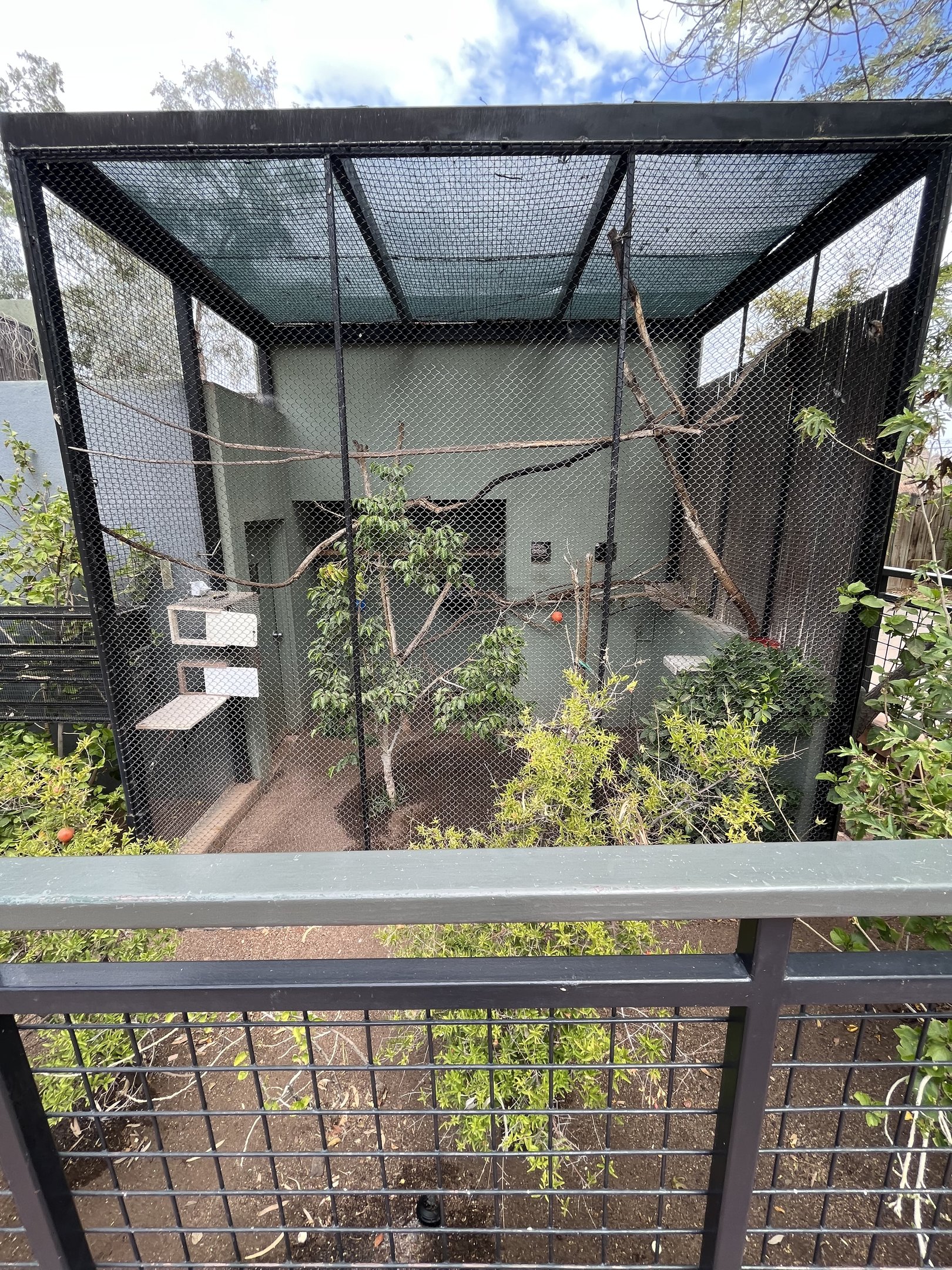 Cotton-top Tamarin Exhibit