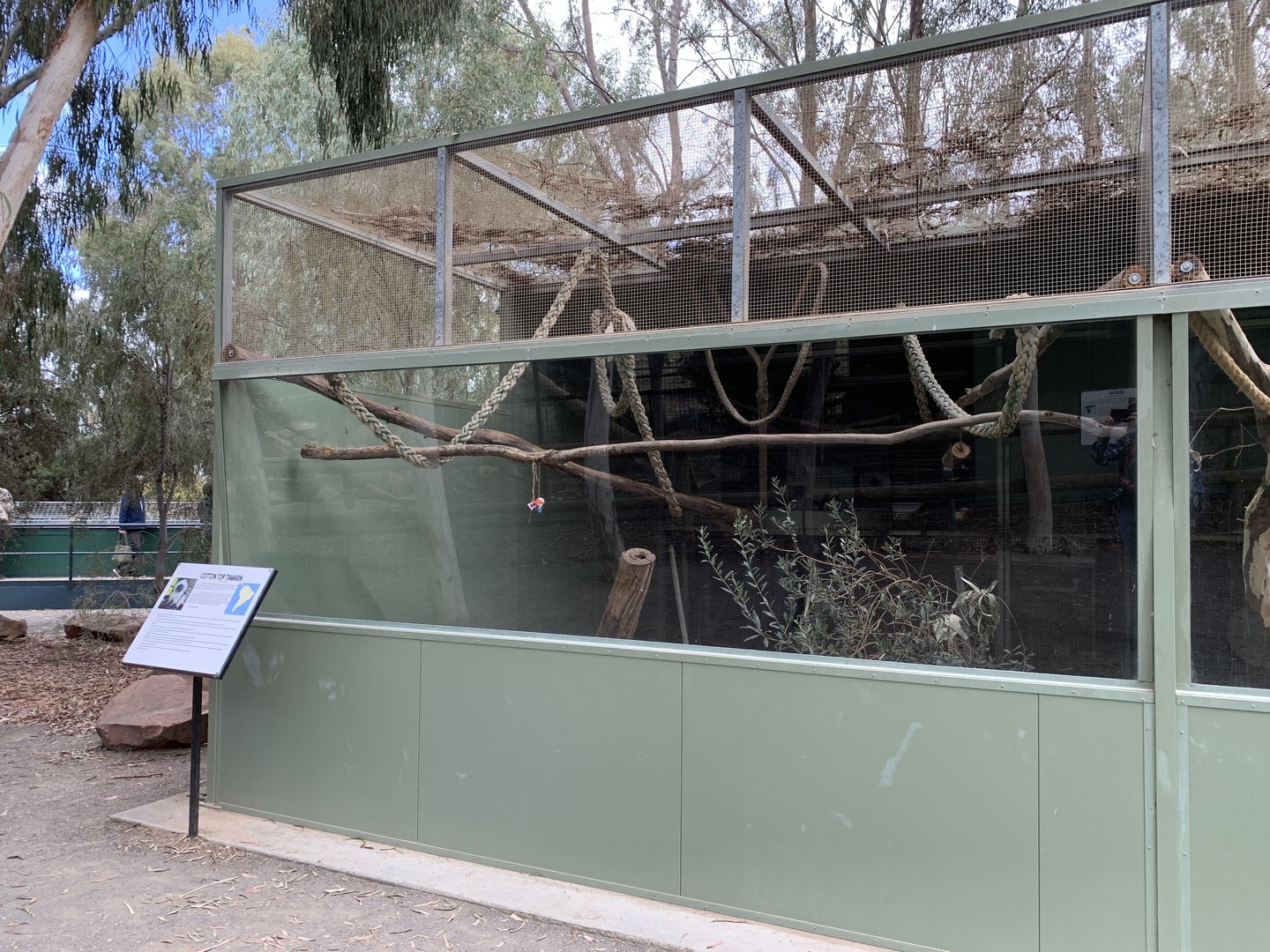 Cotton-top Tamarin Exhibit
