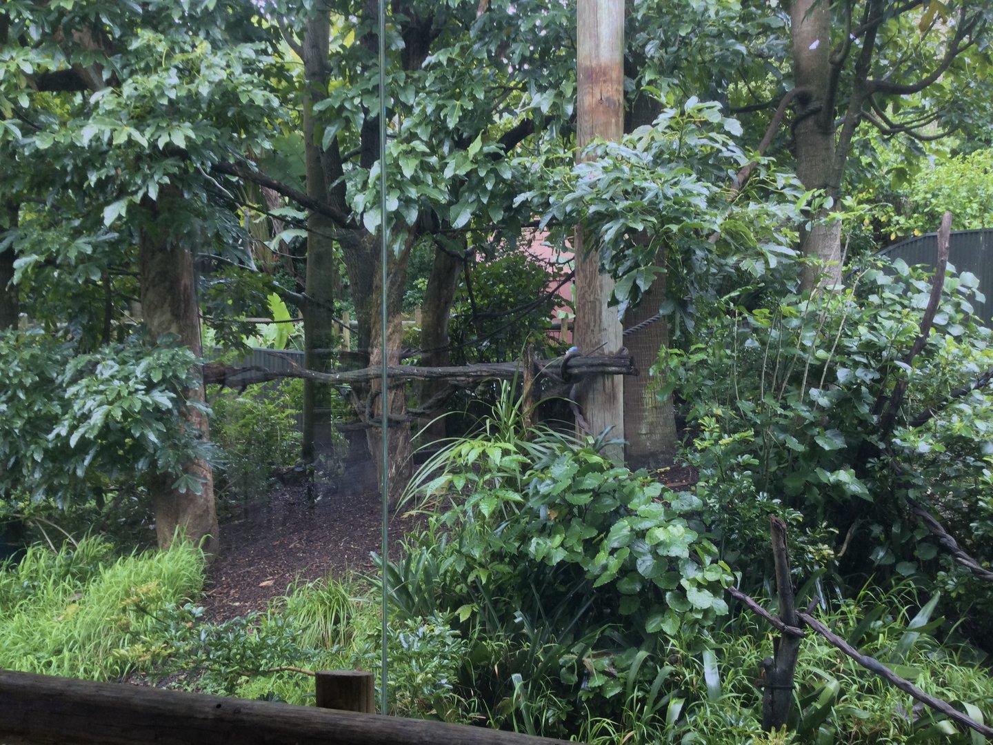 Cotton-top Tamarin Exhibit