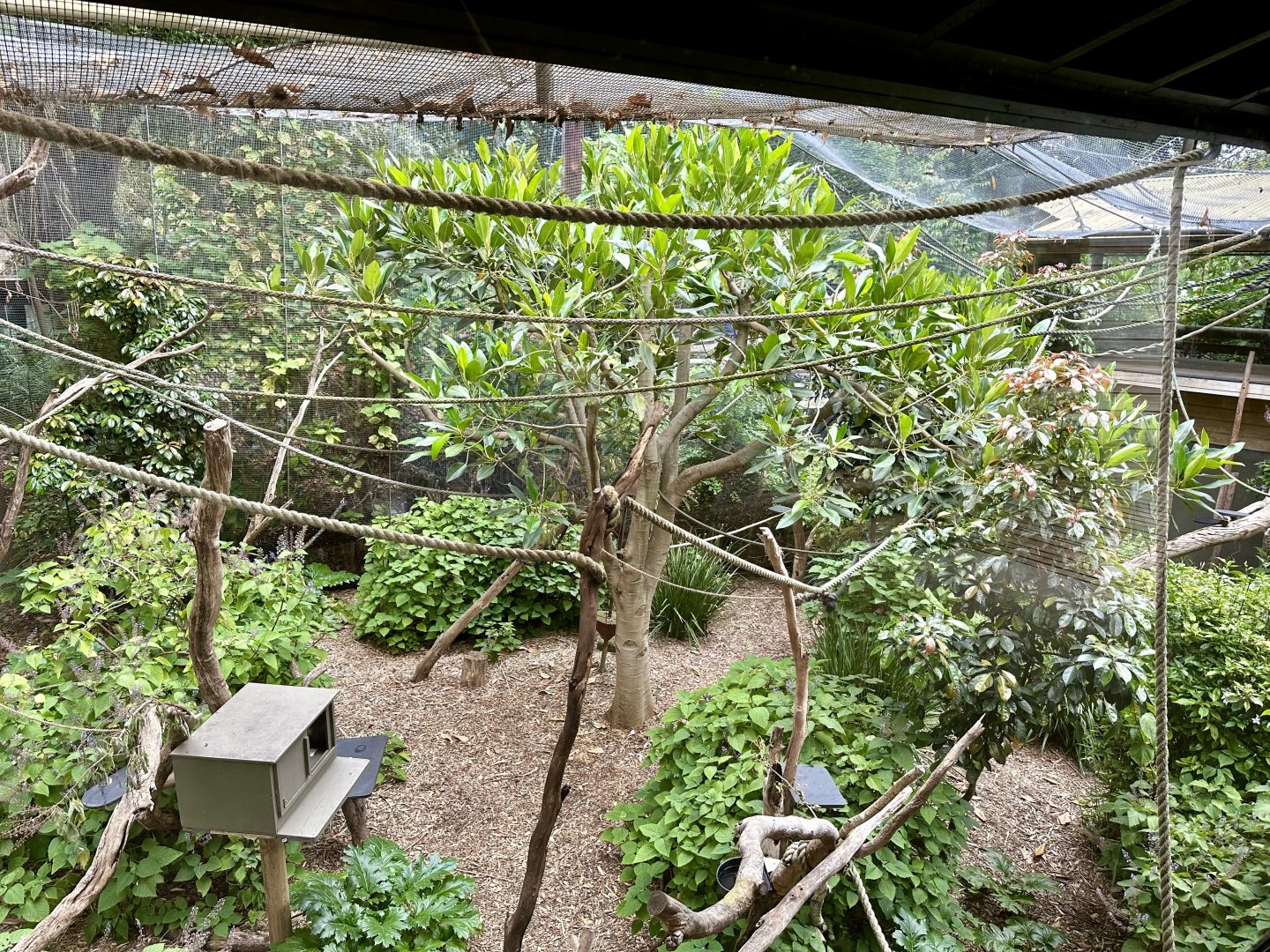 Cotton-top Tamarin Exhibit