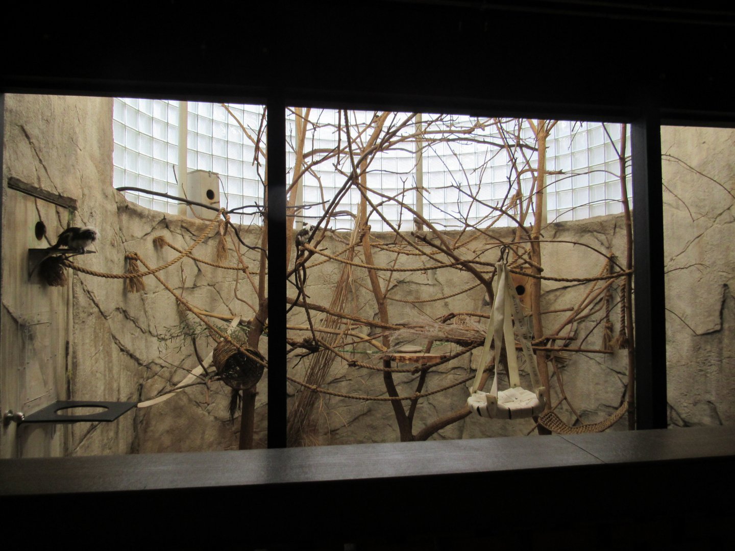 Cotton-top Tamarin Exhibit