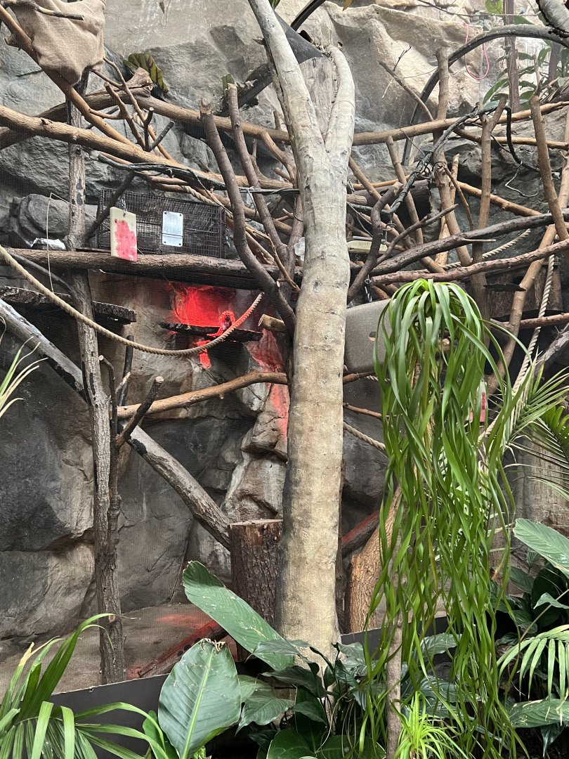 Cotton-Top Tamarin Exhibit