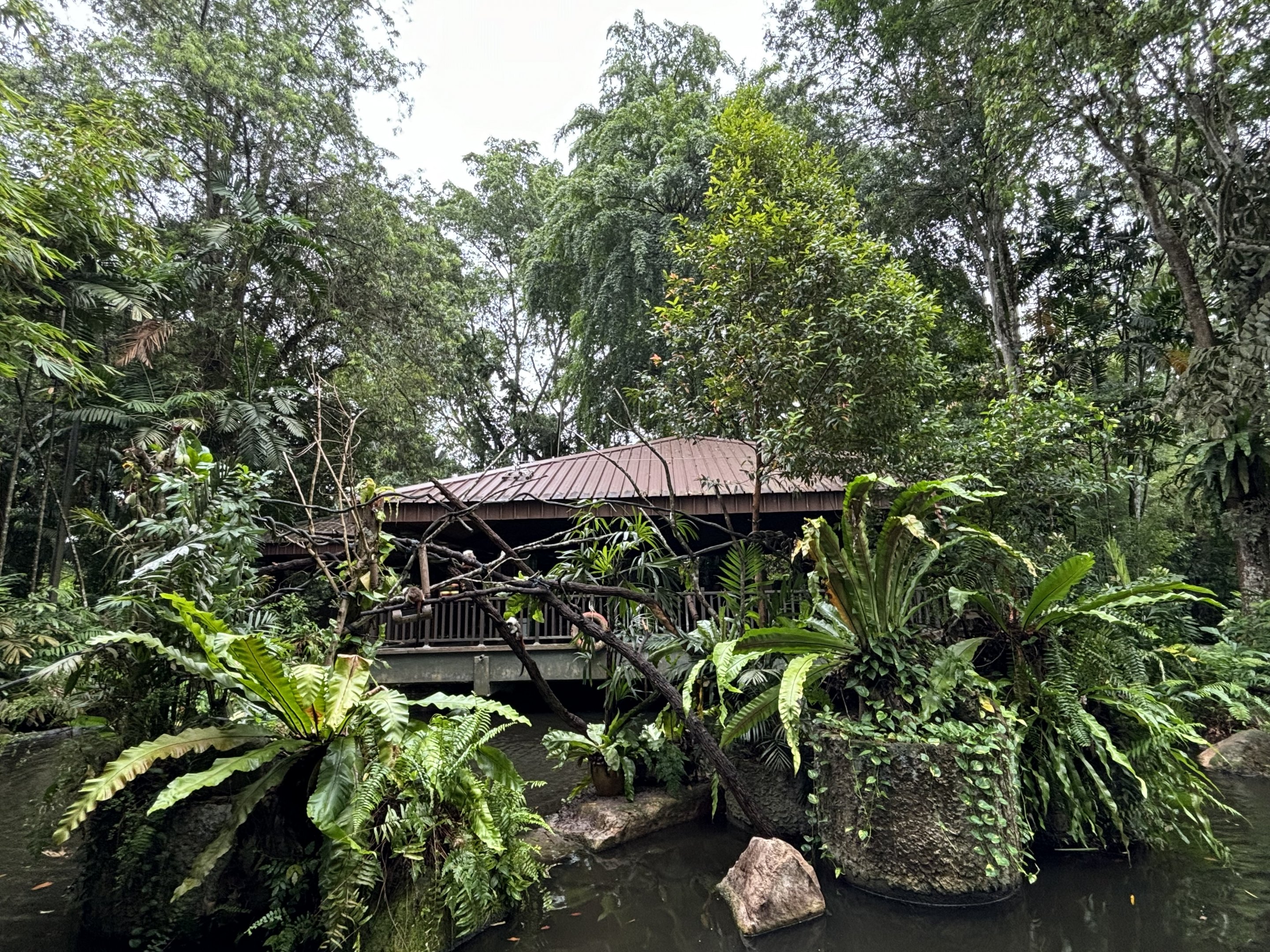 Cotton-top Tamarin Exhibit