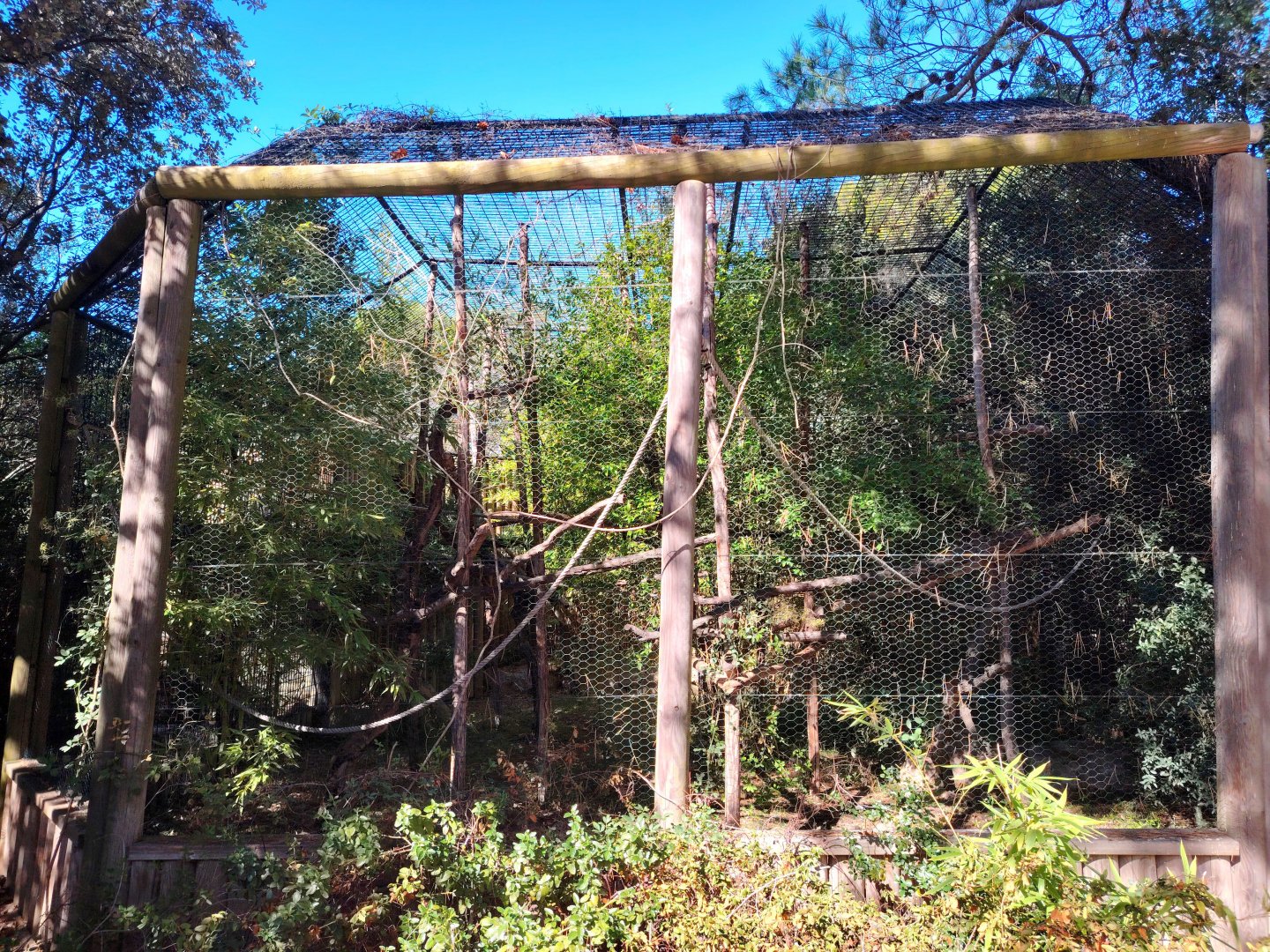 Cotton-top Tamarin Exhibit