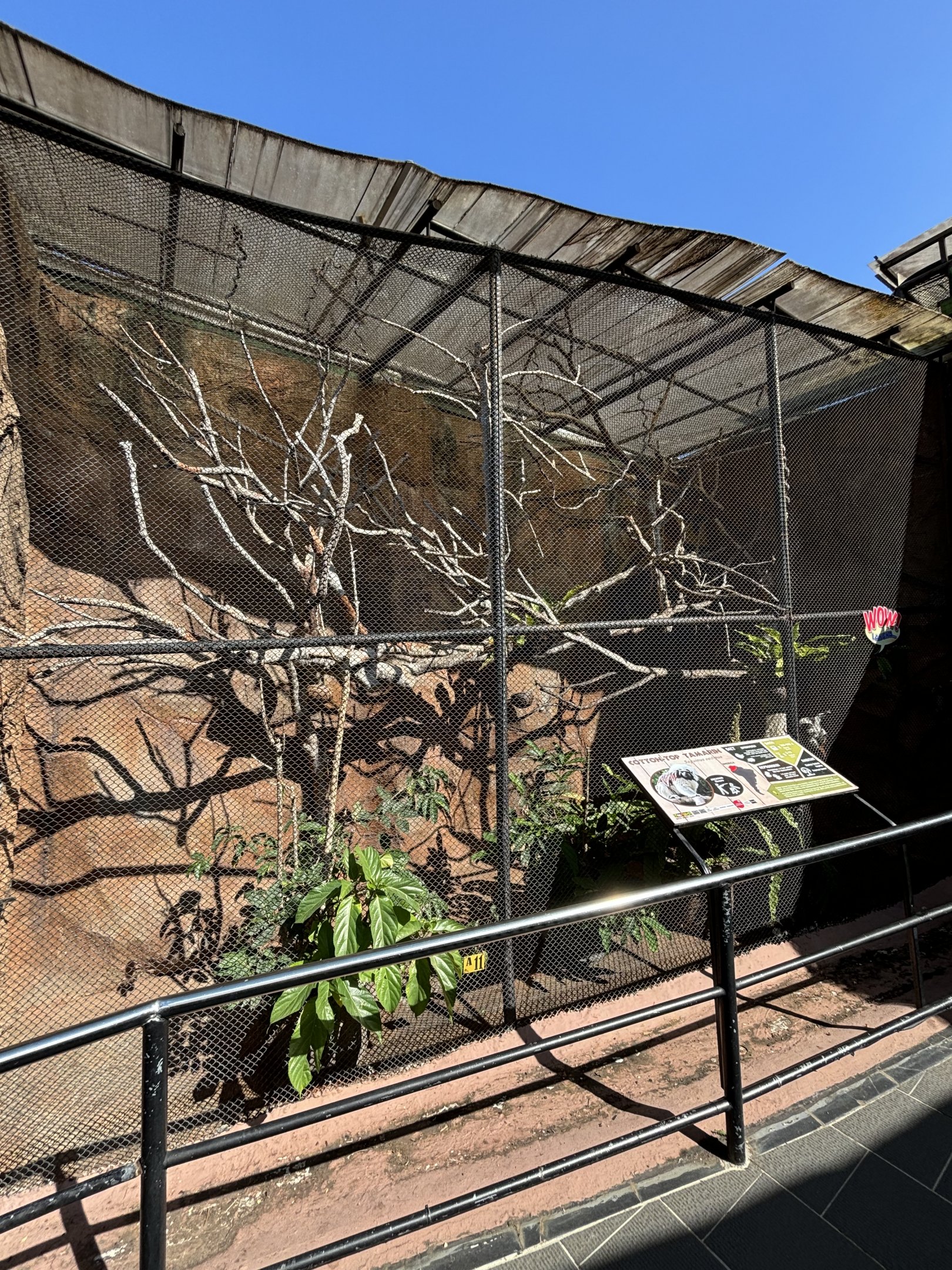 Cotton-top Tamarin Exhibit