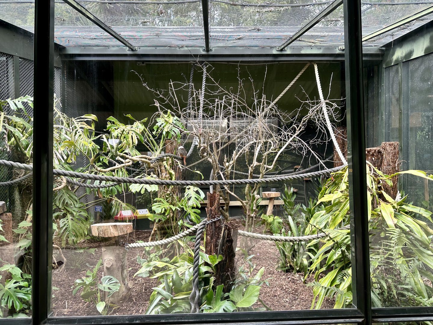 Cotton-top Tamarin Exhibit