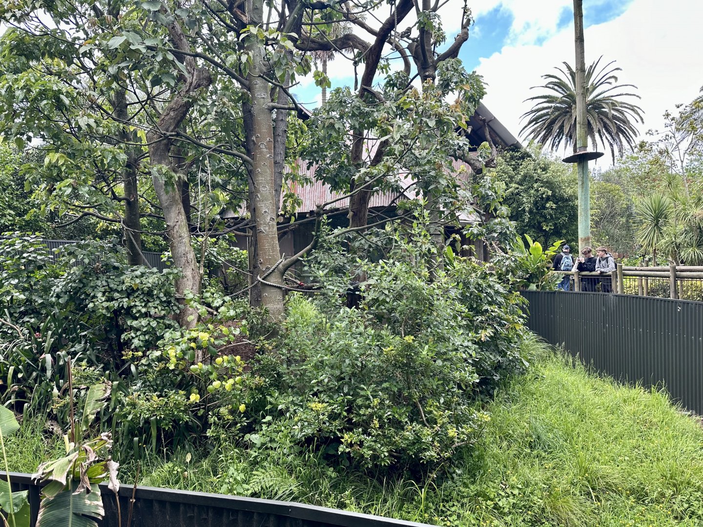Cotton-top Tamarin Exhibit