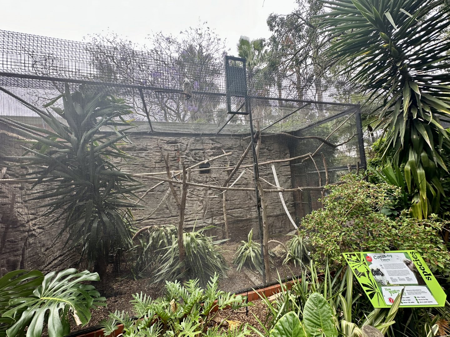 Cotton-top Tamarin Exhibit