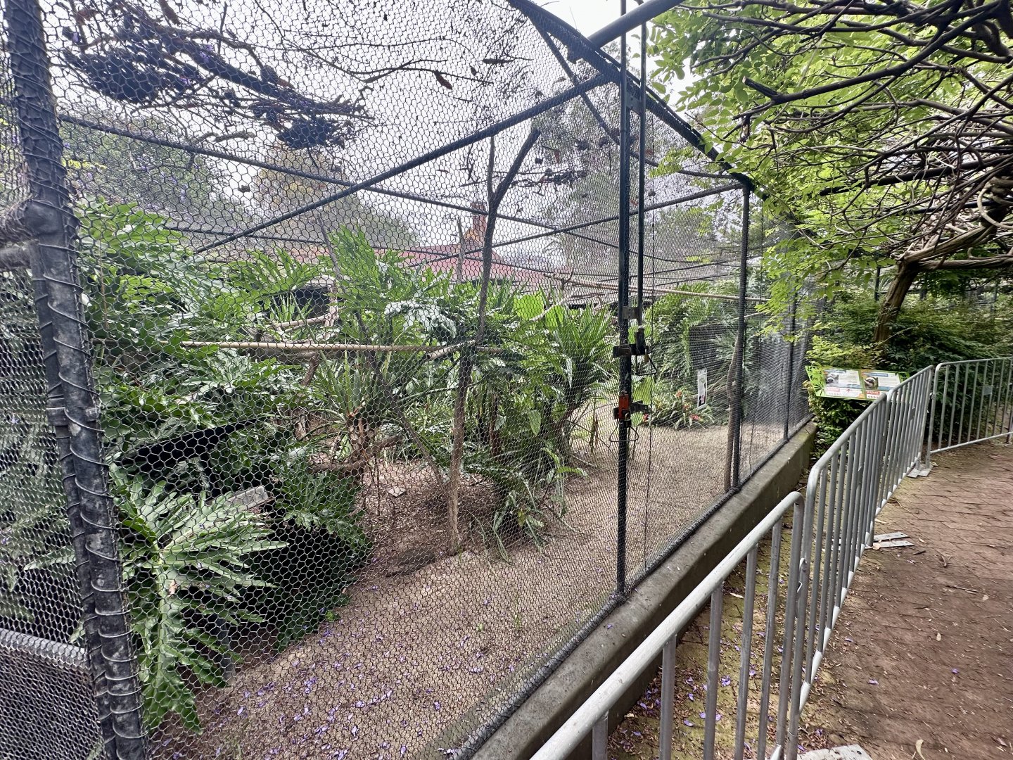 Cotton-top Tamarin Exhibit