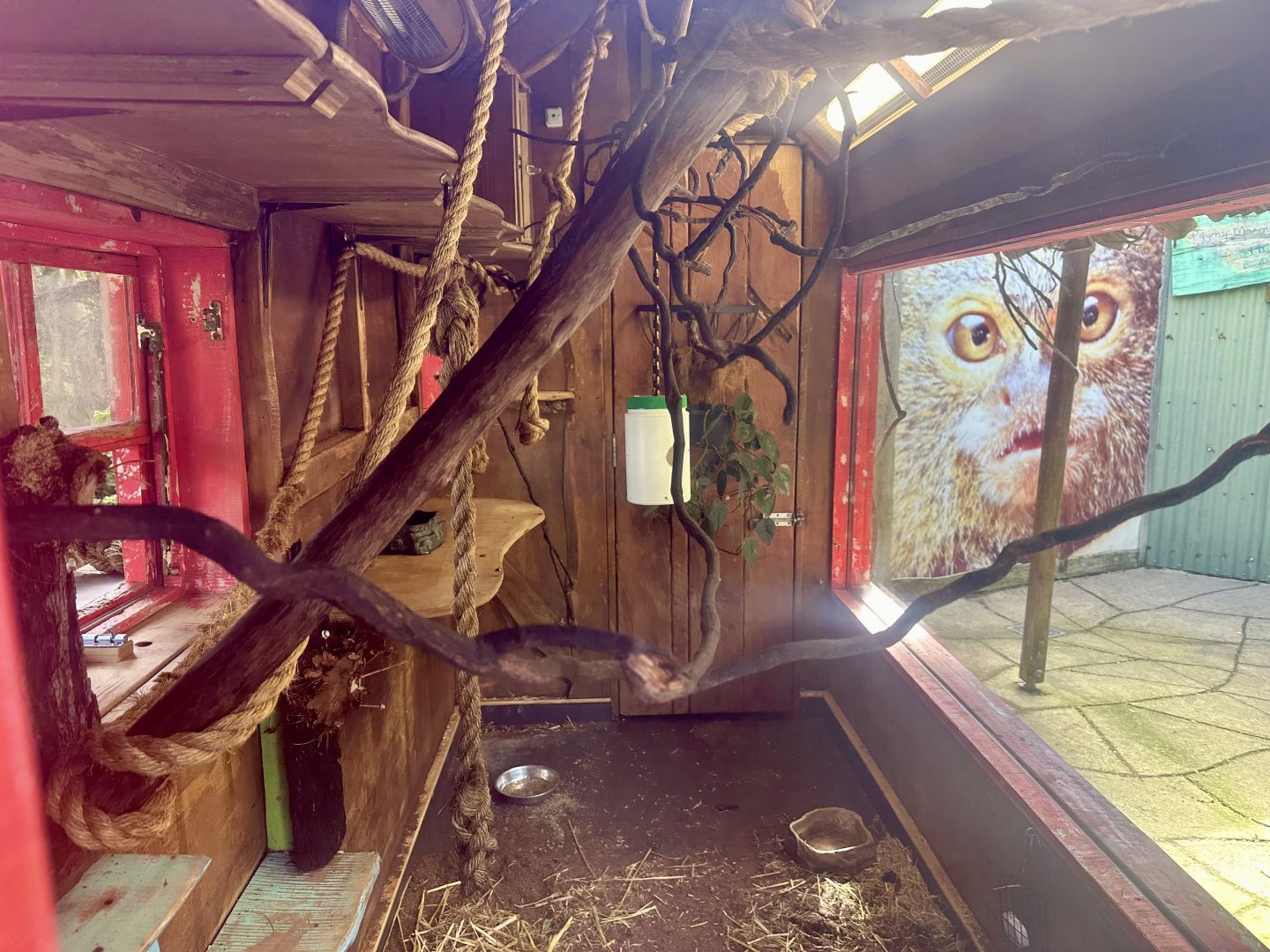 Cotton-top Tamarin Exhibit