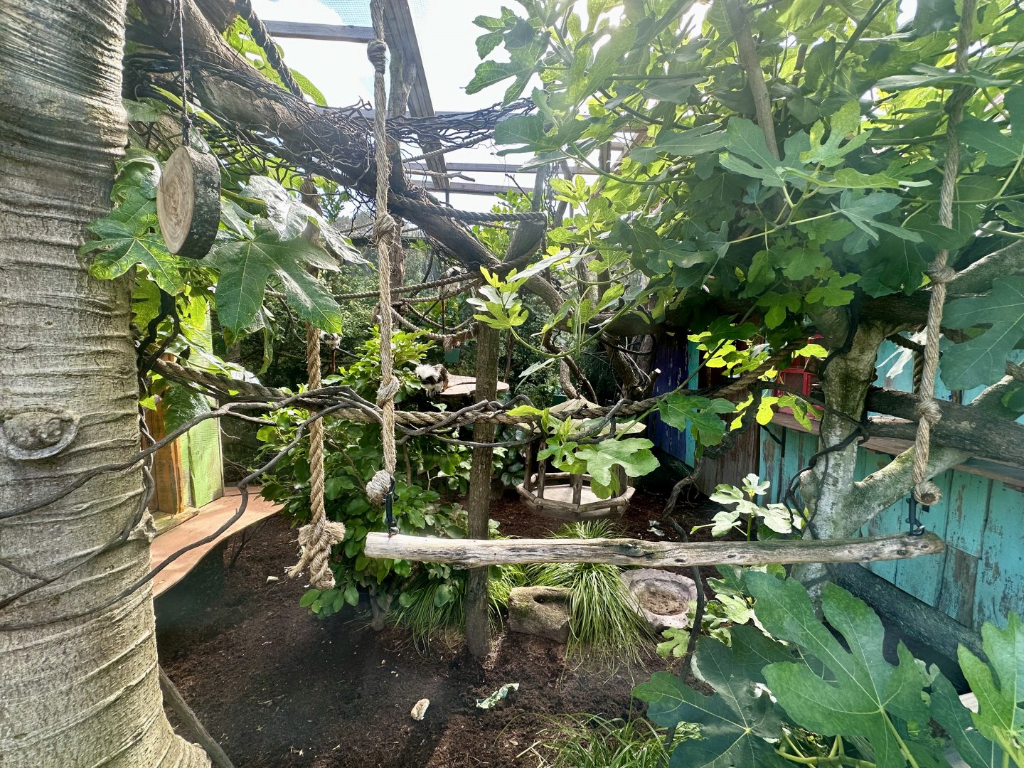 Cotton-top Tamarin Exhibit