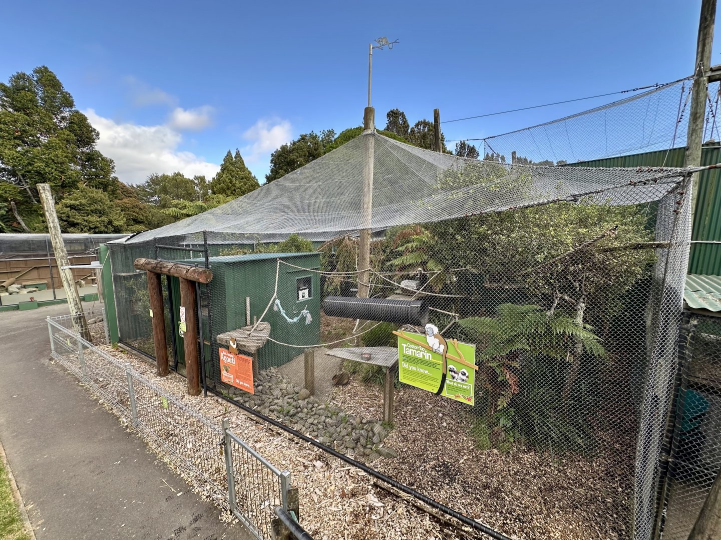 Cotton-top Tamarin Exhibit