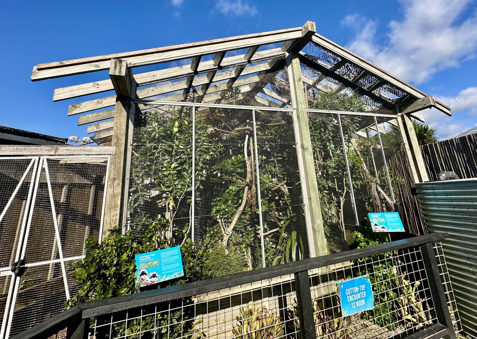 Cotton-top Tamarin Exhibit