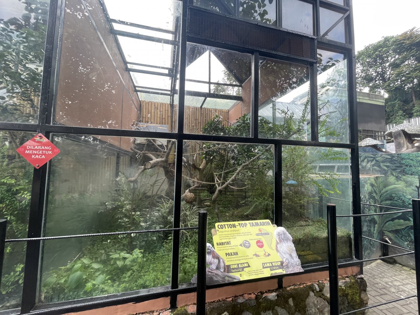 cotton-top tamarin exhibit