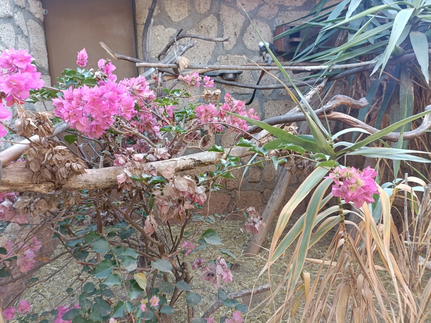Cotton-top tamarin exhibits