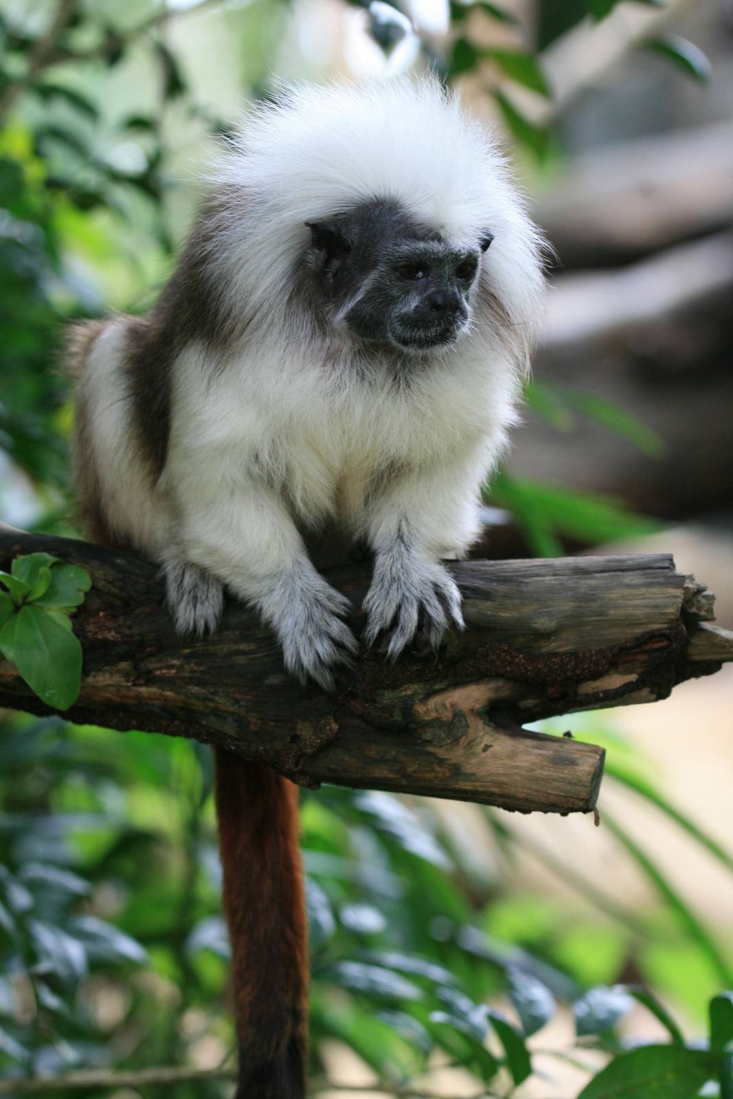 Cotton top tamarin free ranging