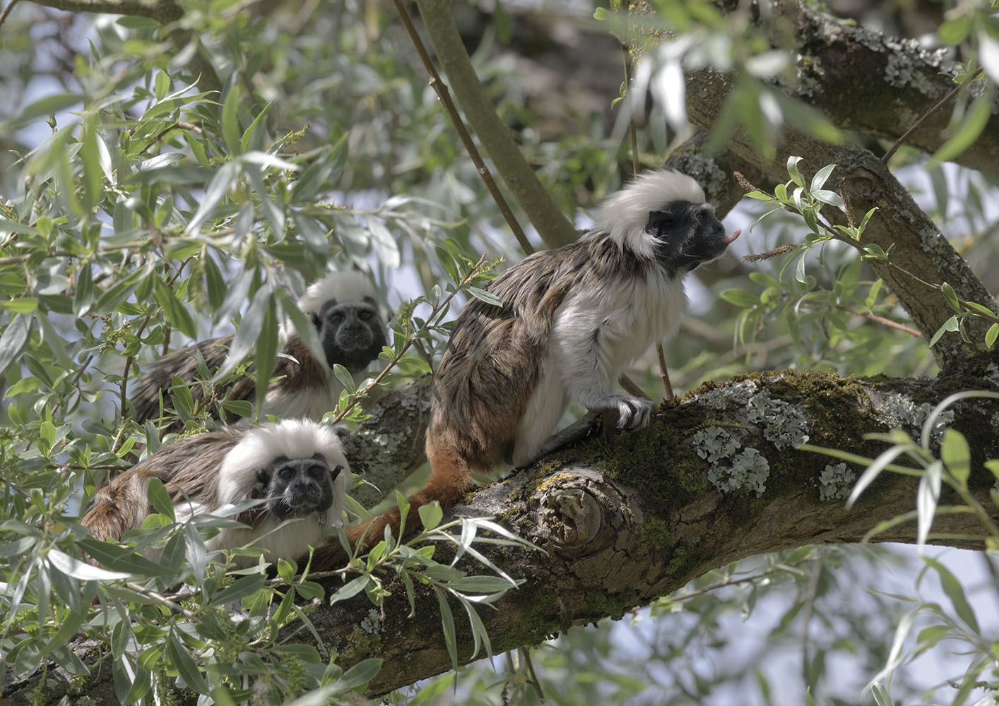 Cotton-top tamarin group