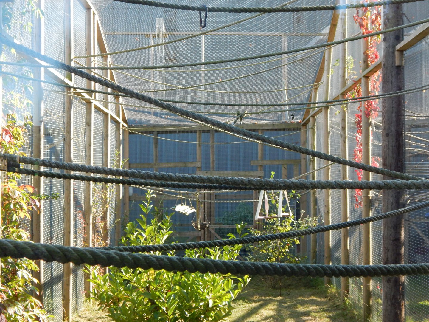 Cotton-top tamarin habitat 030964