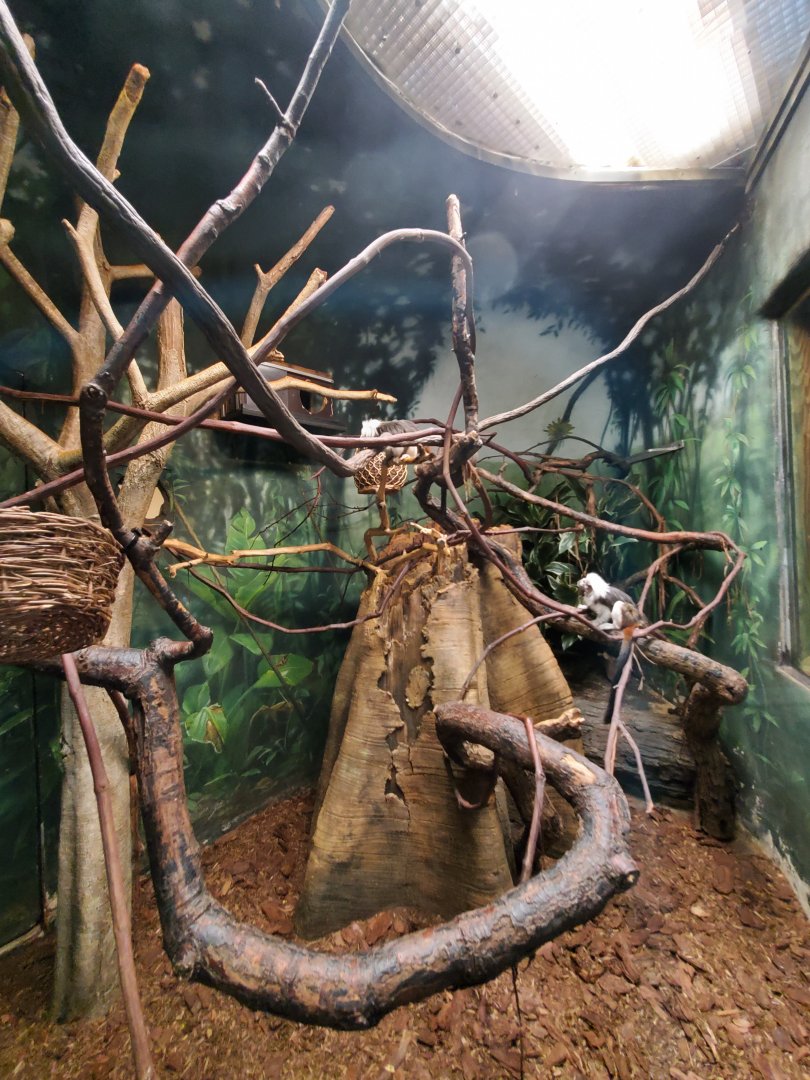 Cotton-Top Tamarin Habitat - August 2021