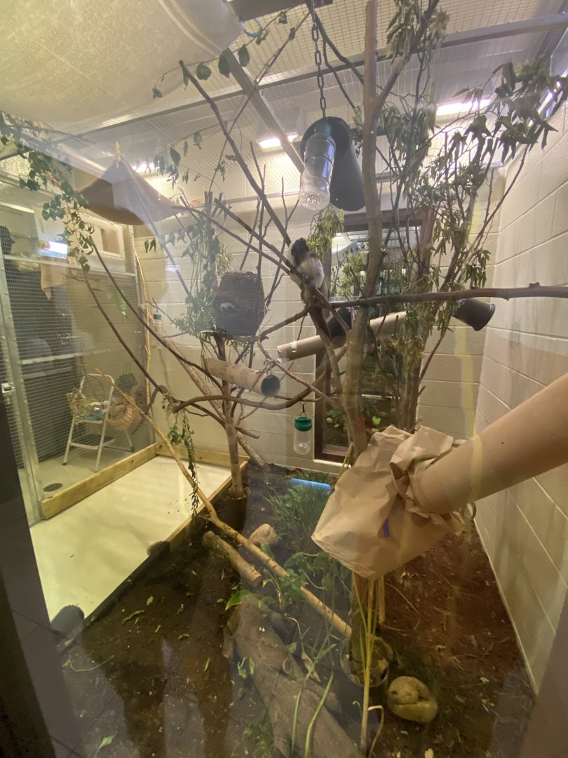 Cotton Top Tamarin Habitat - Visitors Center