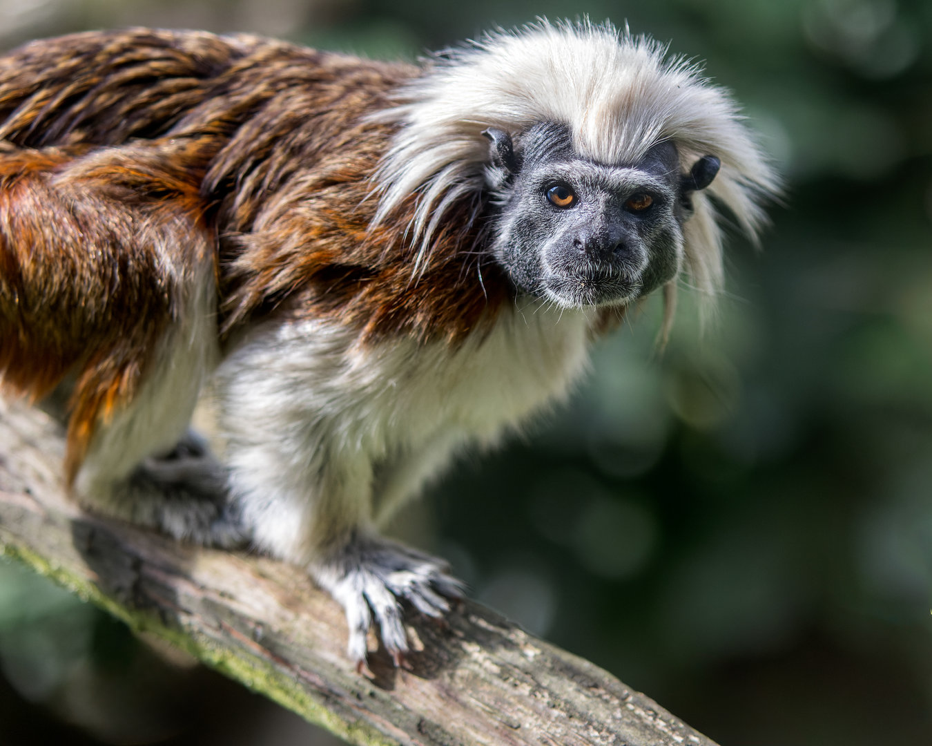 Cotton-top Tamarin / Hamerton / 13-9-23