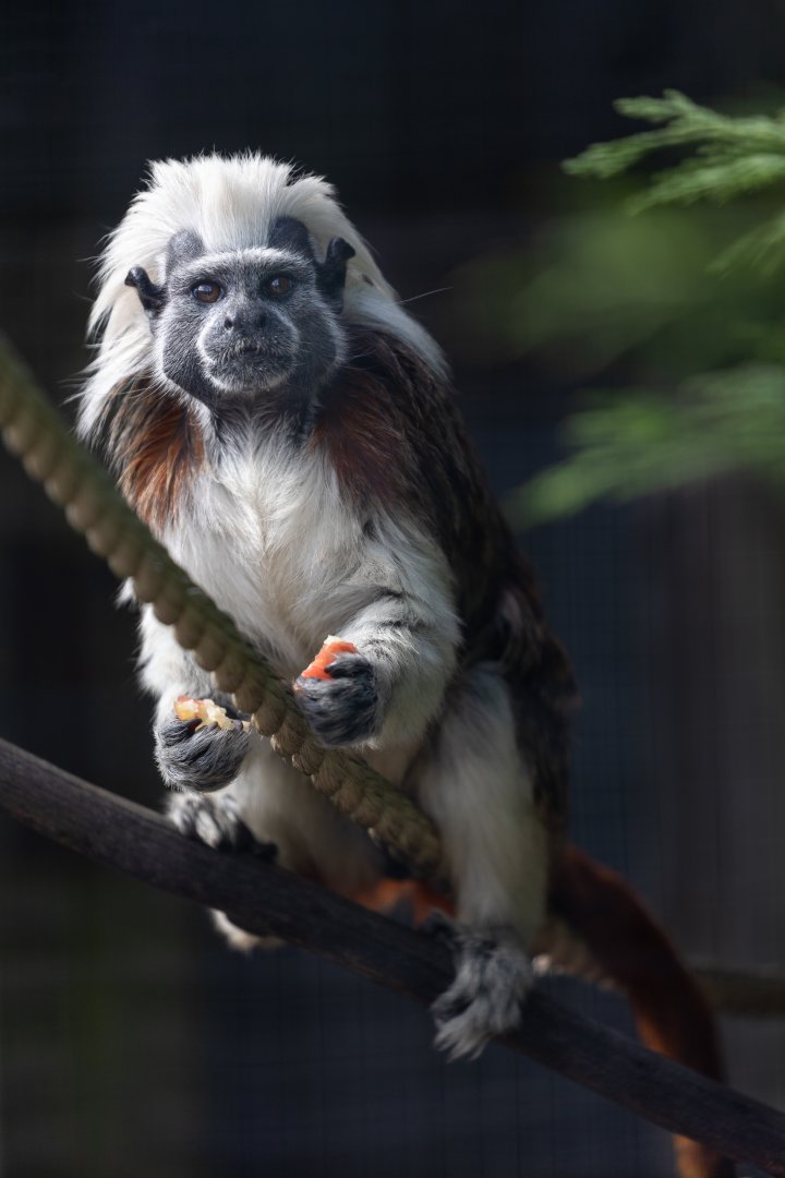 Cotton-top Tamarin / Hamerton / 23-9-21