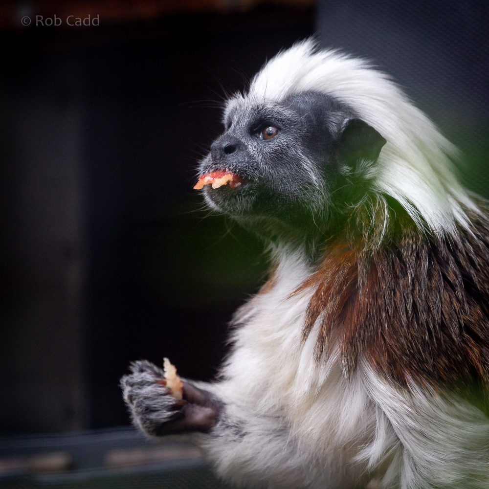 Cotton-top tamarin : Hamerton : 23 Jul 2021