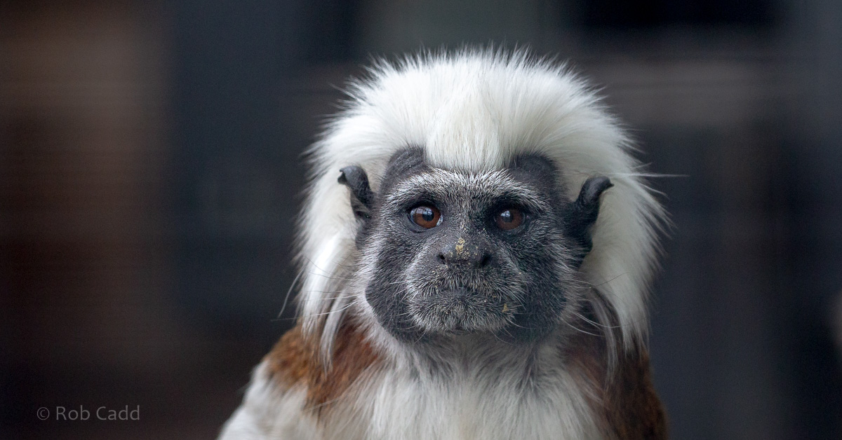 Cotton-top tamarin : Hamerton : 28 Apr 2019