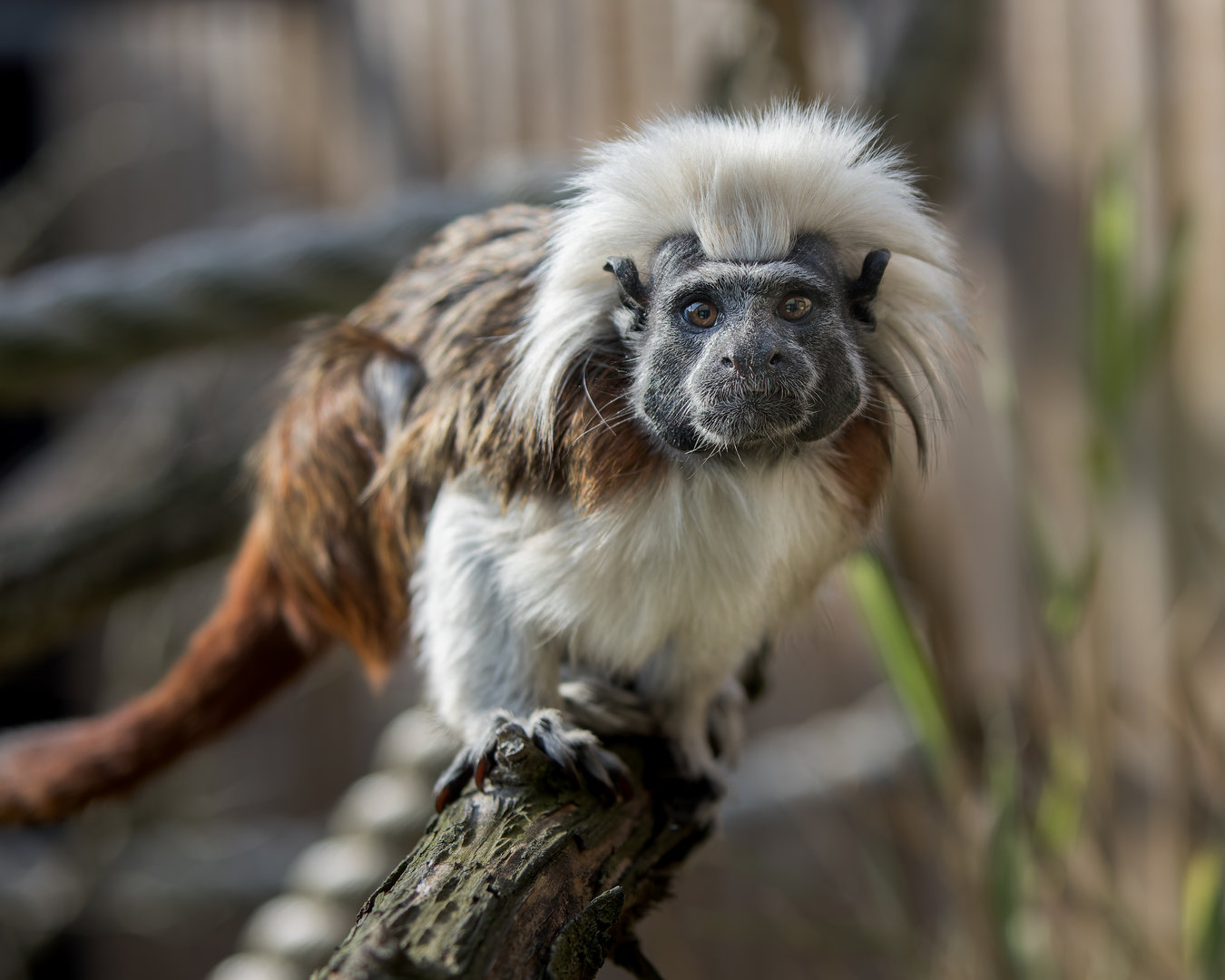 Cotton-top Tamarin / Hamerton / 3-5-23