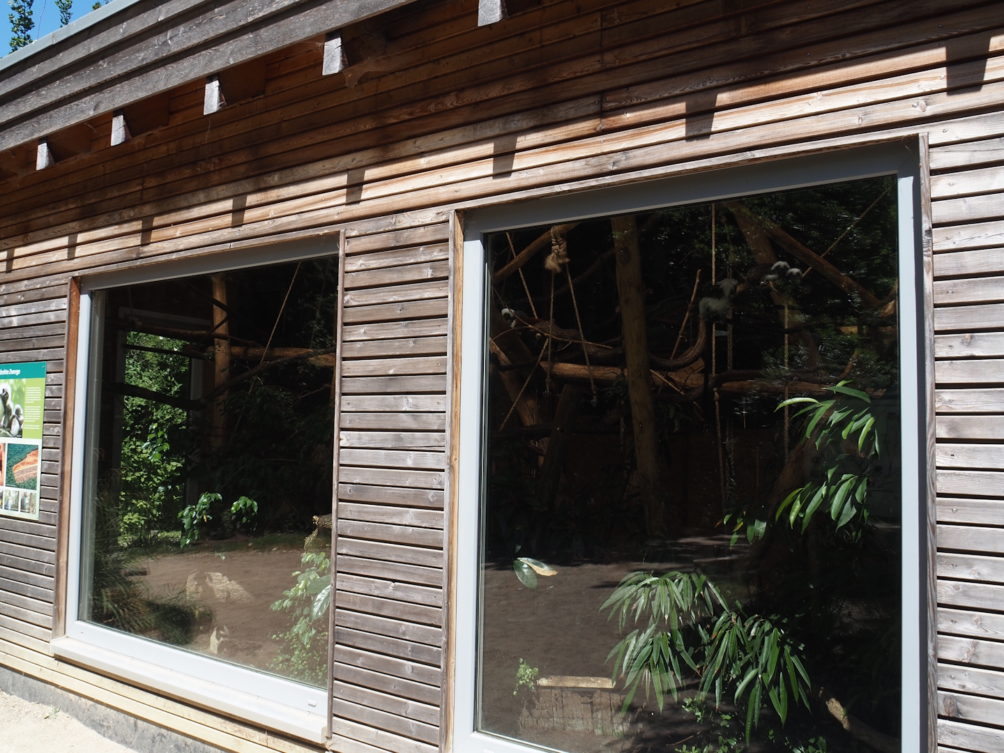 Cotton-top tamarin house, 2025-05-22