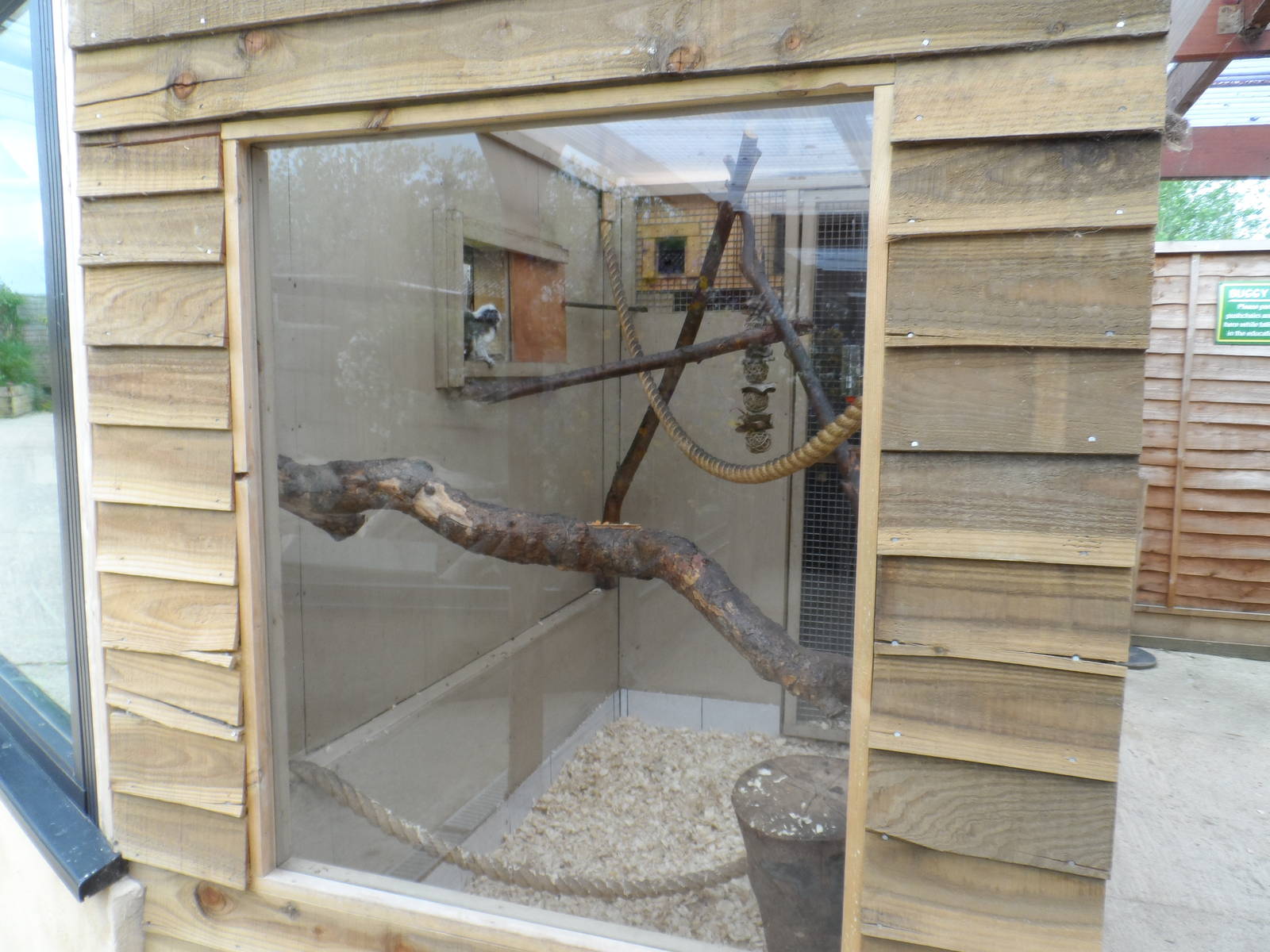 Cotton-top Tamarin House