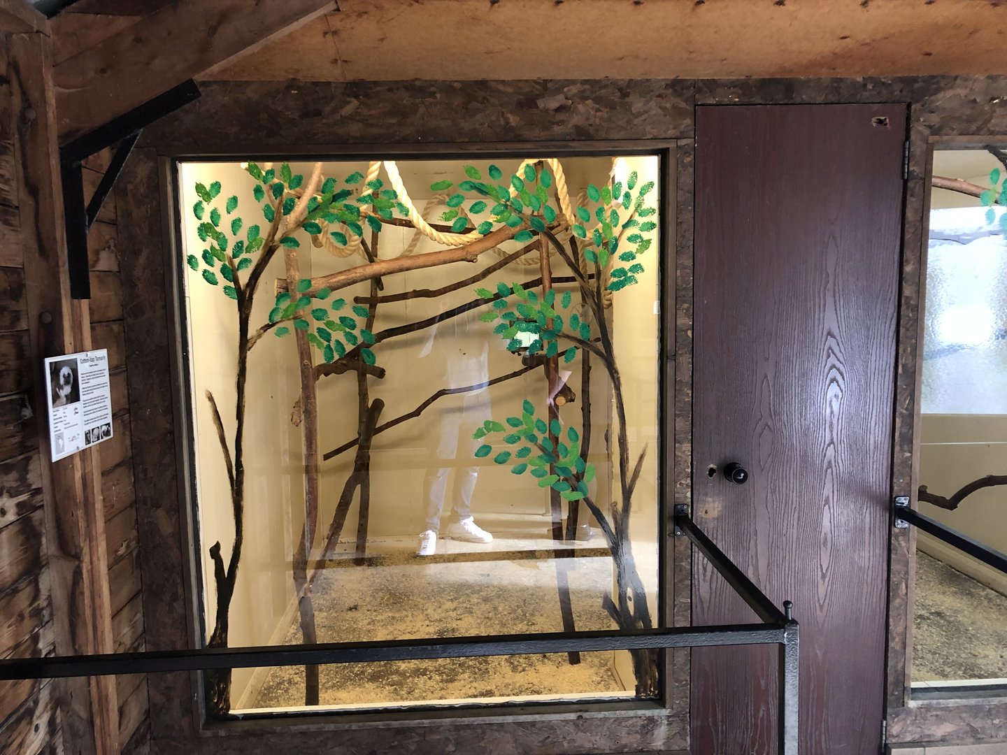 Cotton-top Tamarin Indoor Enclosure at Hamerton Zoo Park (October 2023)