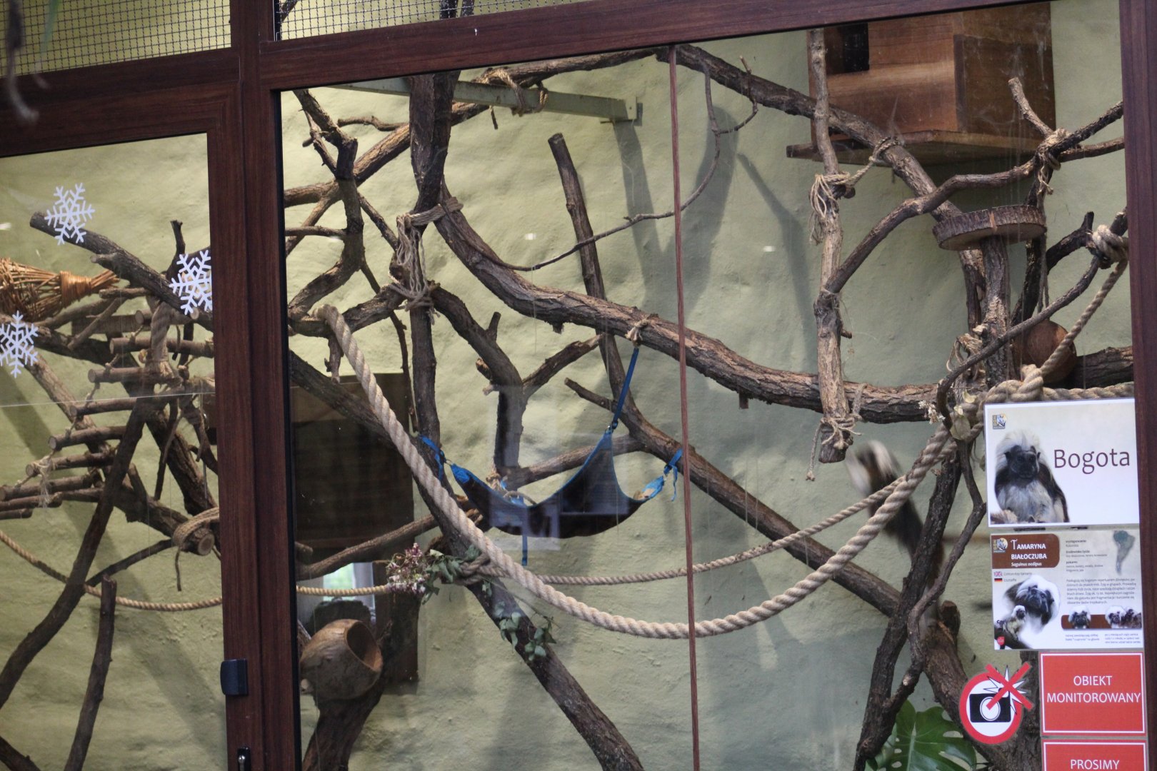 Cotton-Top Tamarin Indoor Enclosure