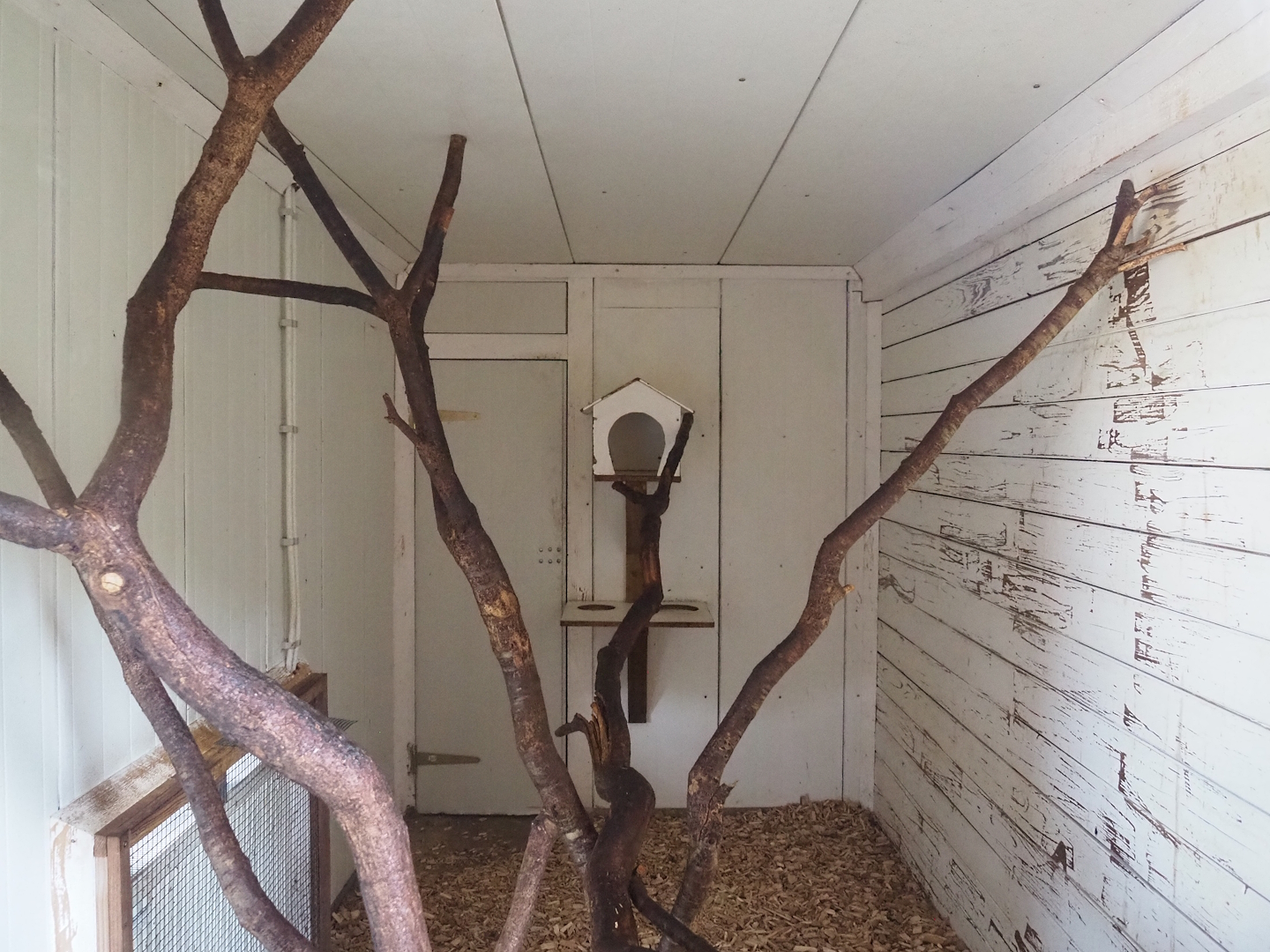 Cotton-top tamarin indoor exhibit, 2023-06-24