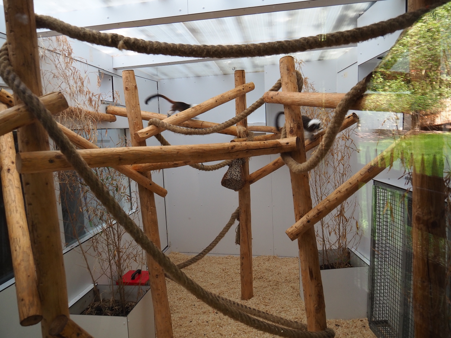 Cotton-top tamarin indoor exhibit