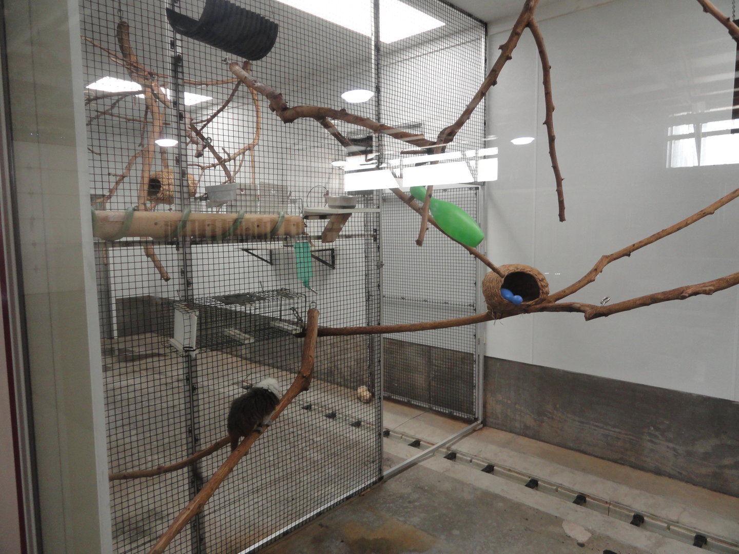 Cotton Top Tamarin Indoor Exhibit