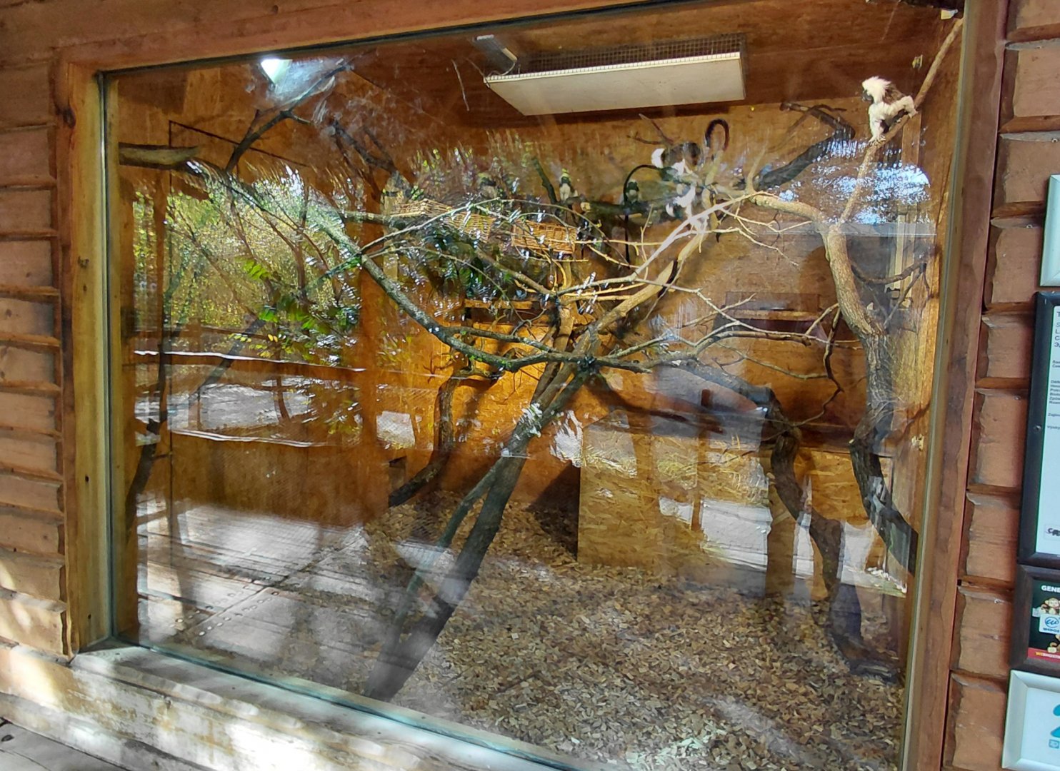 Cotton-top tamarin indoor exhibit